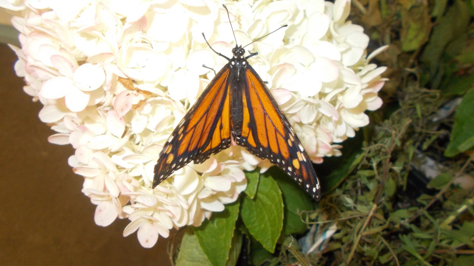 Nikon Coolpix L31 sample photo. Monarch, butterfly, insect photography