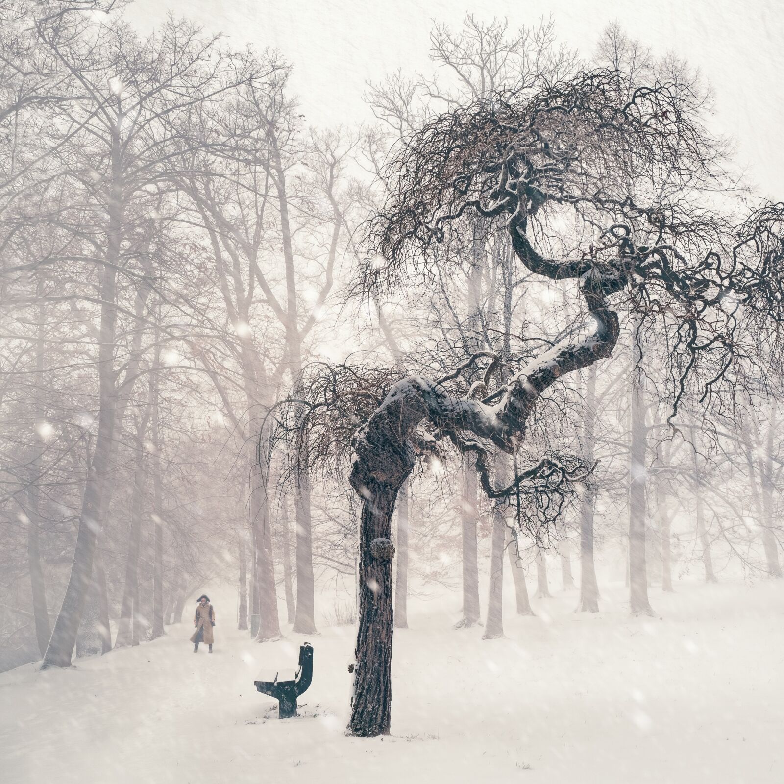 Olympus OM-D E-M1 + Olympus M.Zuiko Digital ED 12-40mm F2.8 Pro sample photo. Tree, winter, snow photography