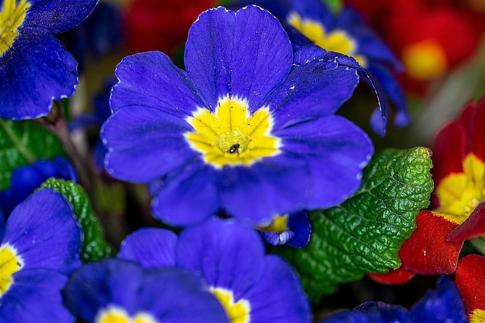 Nikon D5300 sample photo. Flower, primulka, rozkvitnutý photography