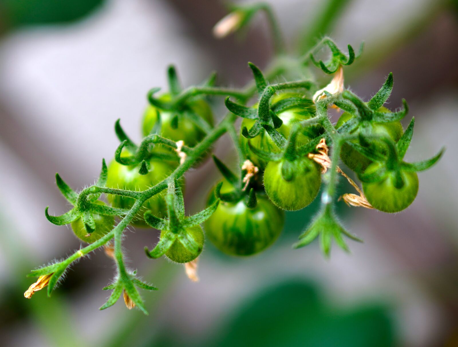 Sony a6400 + E 50mm F1.8 OSS sample photo. Tomatoes, fruits, green photography