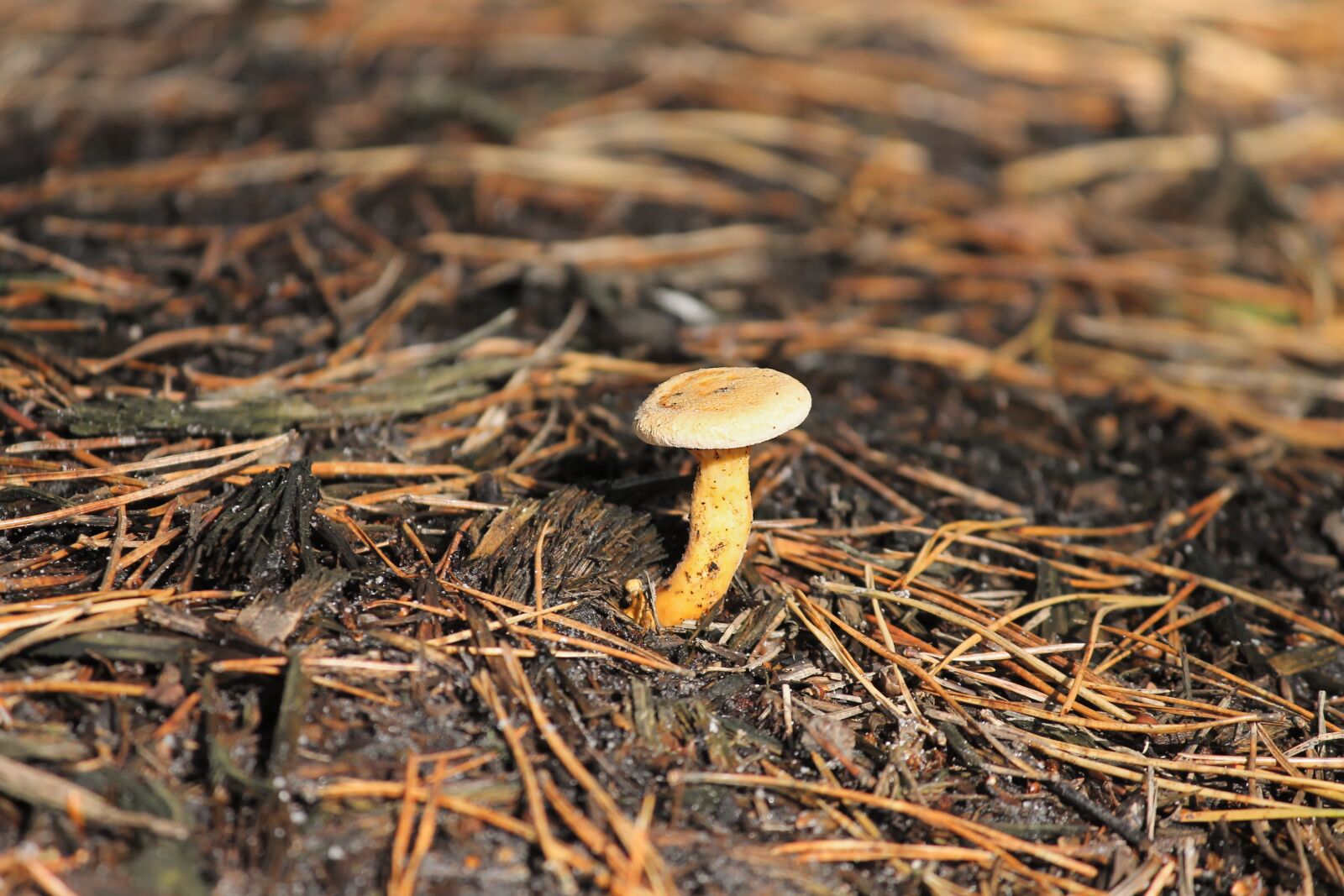 Canon EOS 1100D (EOS Rebel T3 / EOS Kiss X50) + Canon EF-S 55-250mm F4-5.6 IS II sample photo. Mushroom, pine needles, forest photography