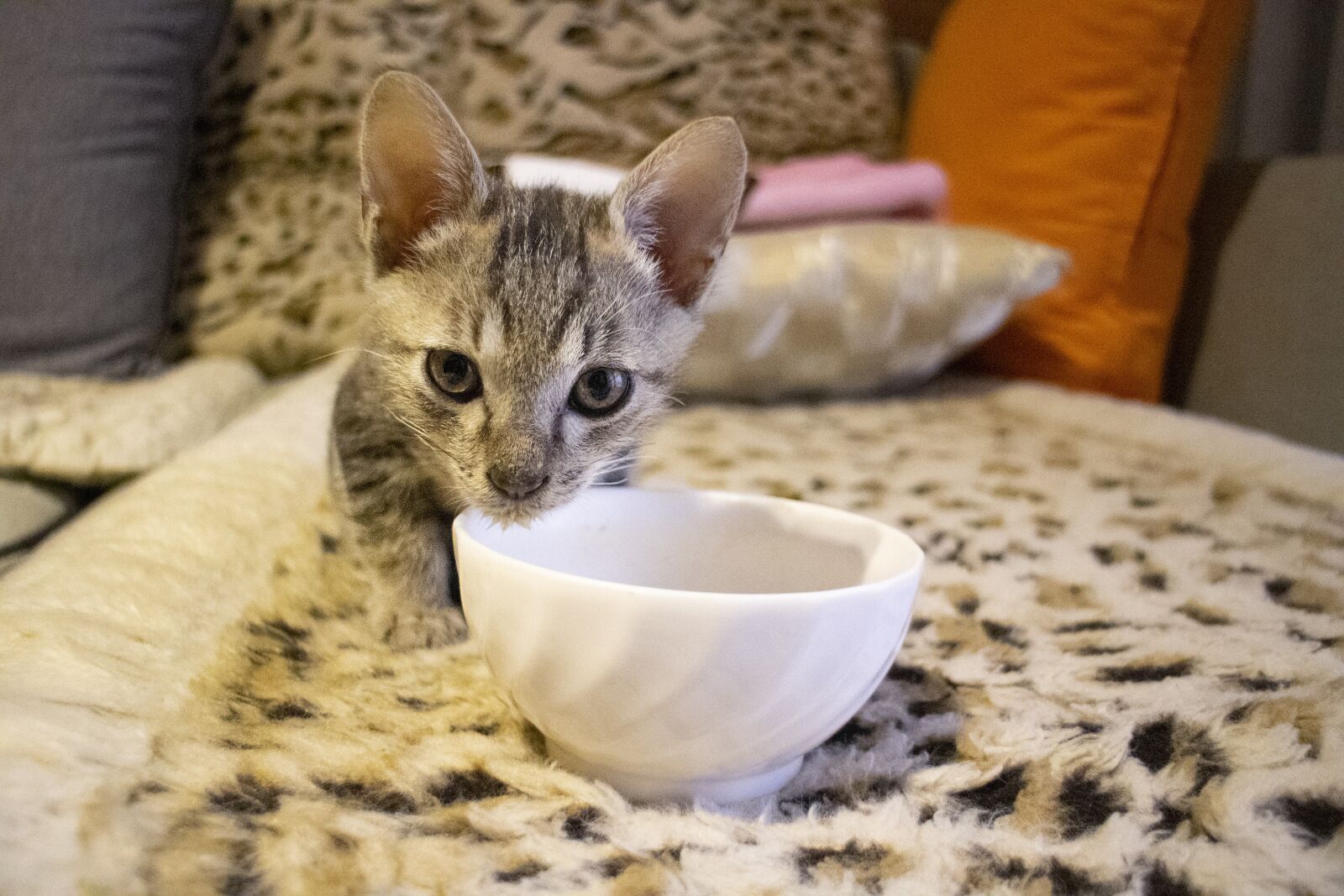Canon EOS M2 + Canon EF-M 18-55mm F3.5-5.6 IS STM sample photo. Small cat, eat, bowl photography