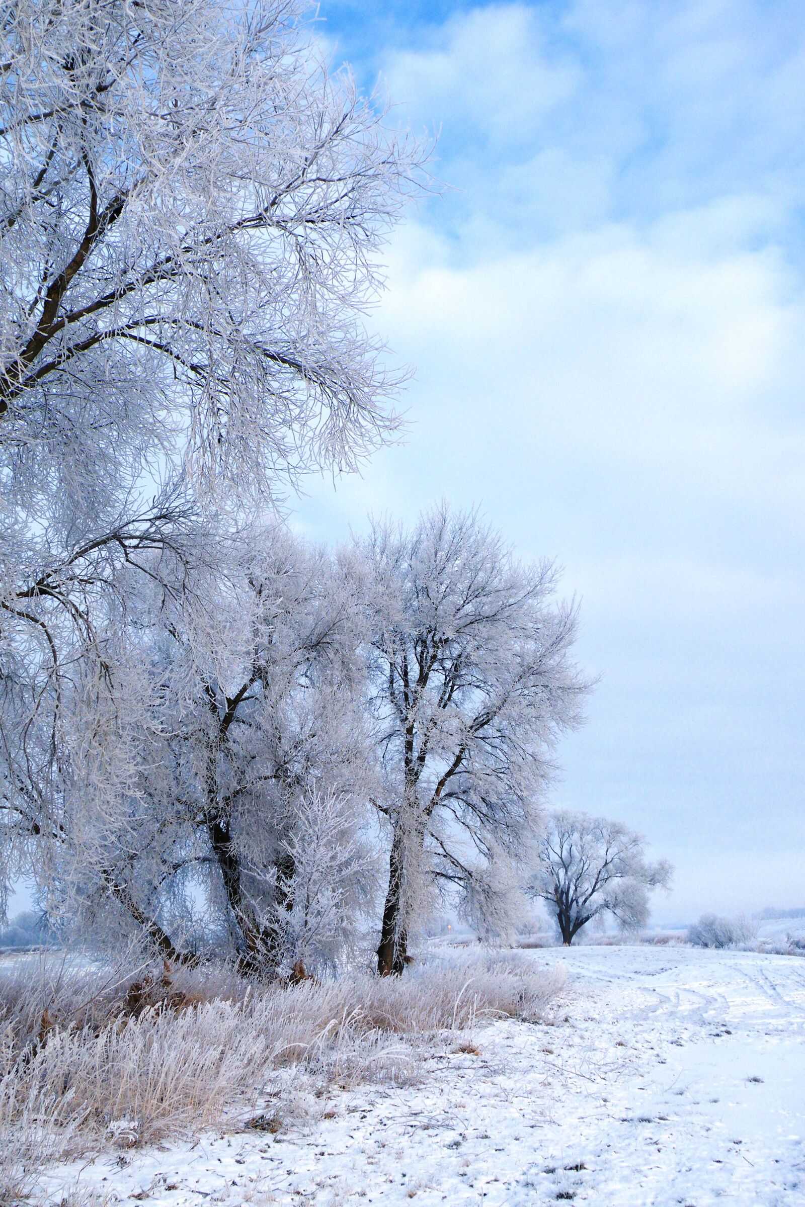 Fujifilm FinePix S8100fd sample photo. Winter impressions, wintry, snow photography