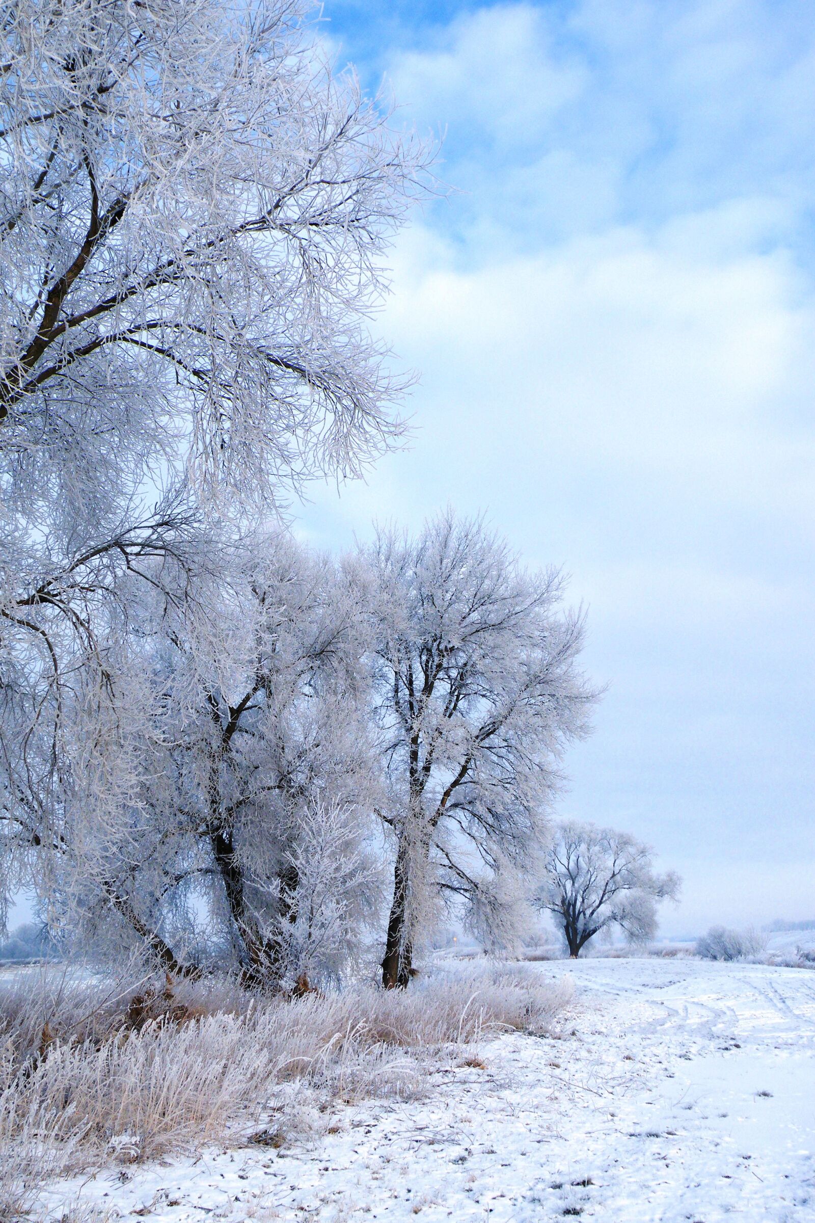 Fujifilm FinePix S8100fd sample photo. Winter impressions, wintry, snow photography