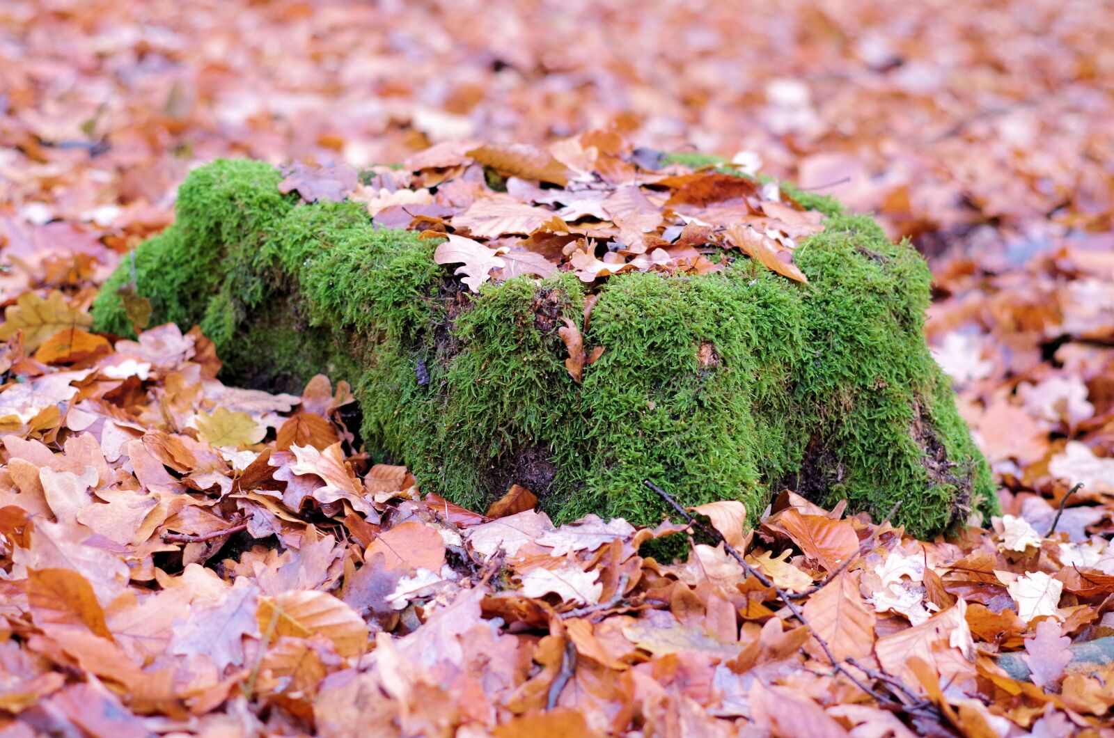 Pentax K-50 sample photo. Tree, moss, forest photography