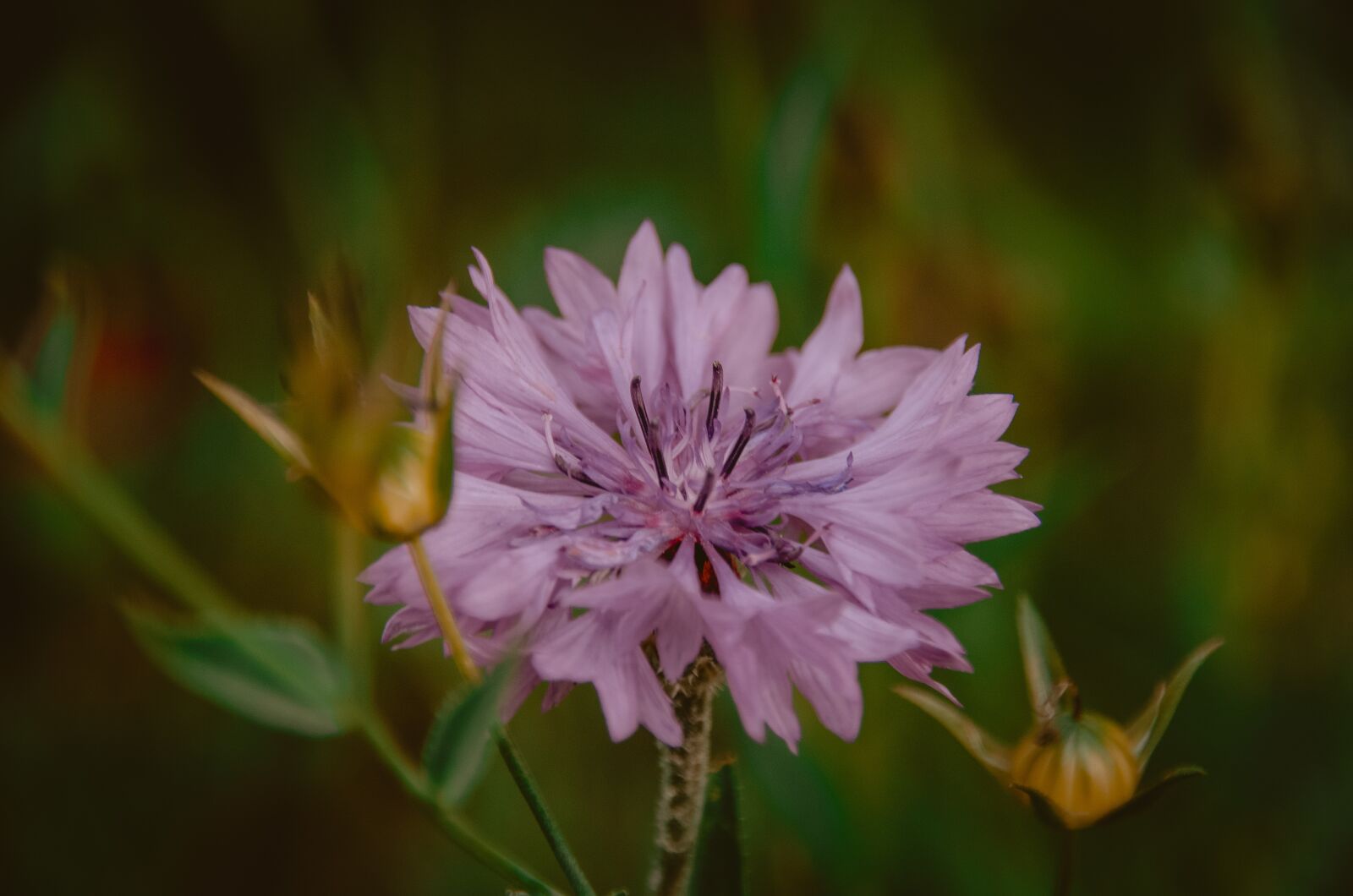 Nikon D5100 sample photo. Flowers, purple, pink photography