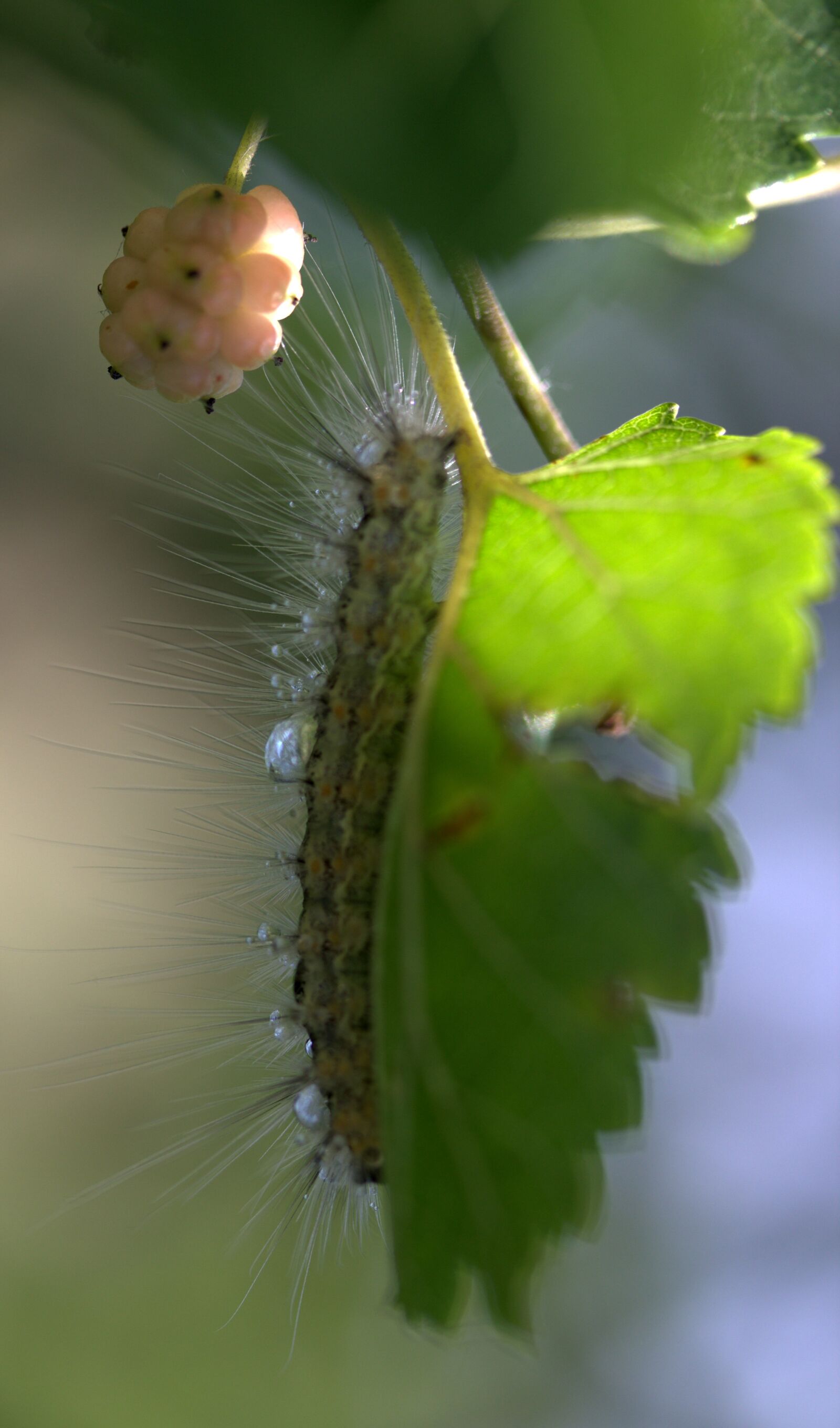 Canon EF-S 60mm F2.8 Macro USM sample photo. Caterpillar, millipede, duda photography