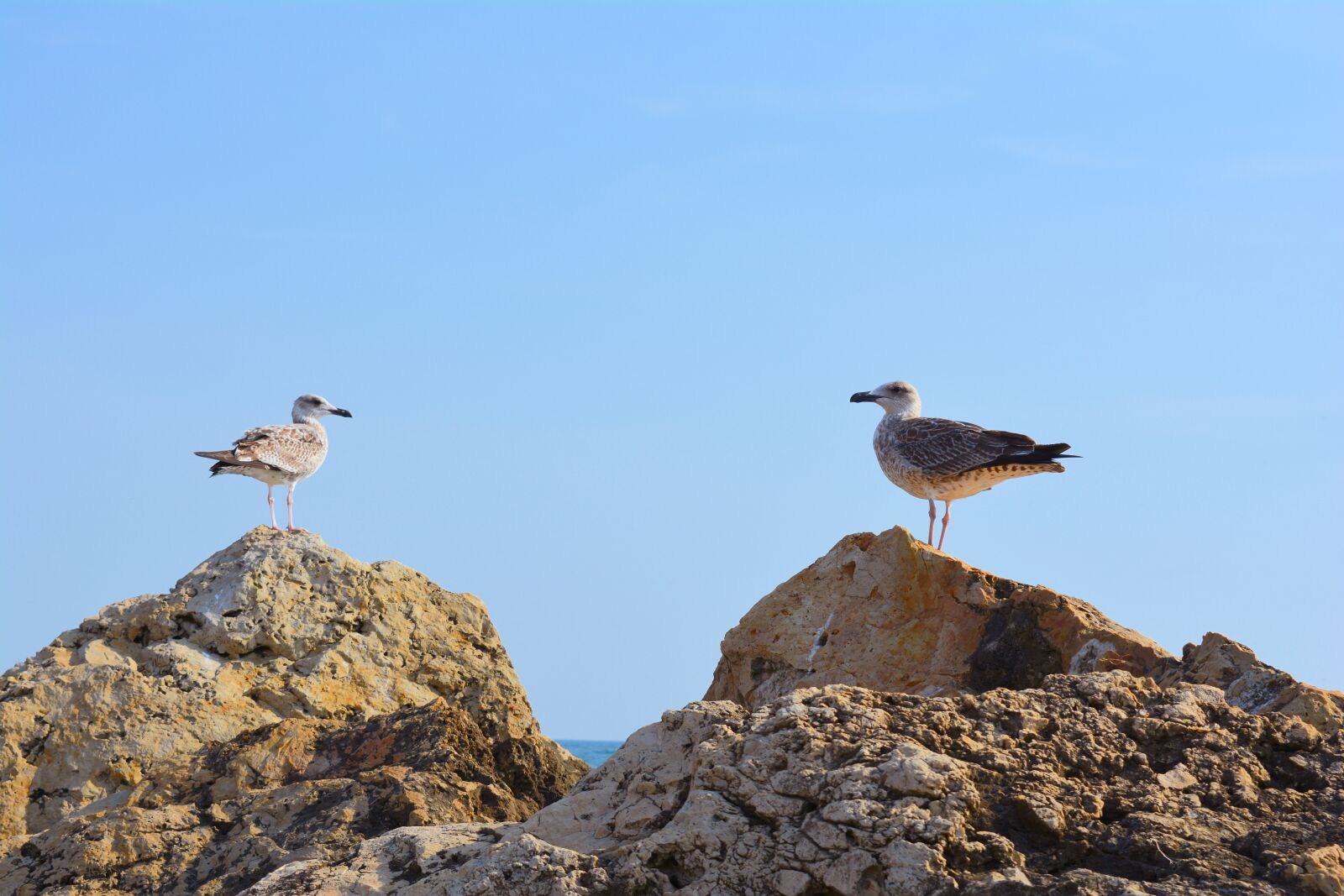 Nikon D5200 sample photo. Pescaruși, cliffs, cliff photography