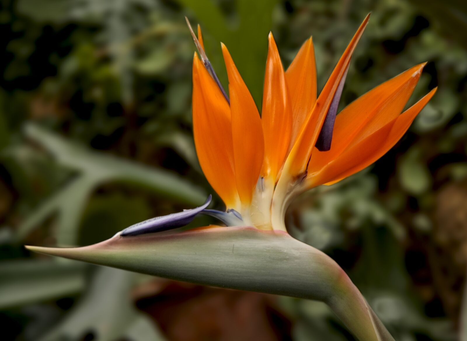 Canon EOS 450D (EOS Rebel XSi / EOS Kiss X2) sample photo. Bird of paradise flower photography