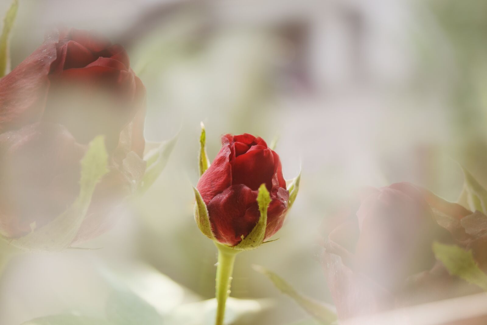 Nikon D5300 sample photo. Flower, love, rose photography