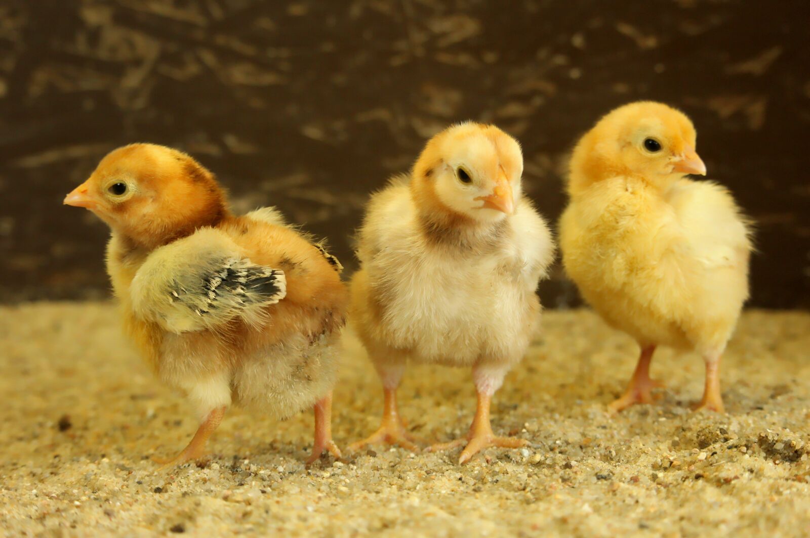 Canon EF-S 55-250mm F4-5.6 IS STM sample photo. Chicks, easter chick, dwarf photography