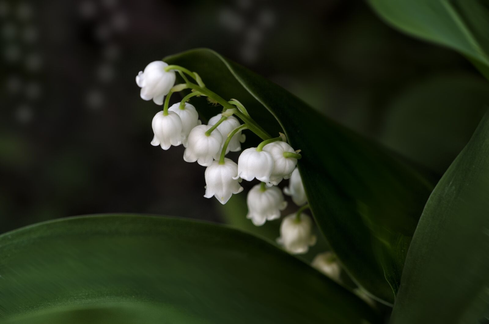 Nikon D7000 sample photo. Lilies of the valley photography