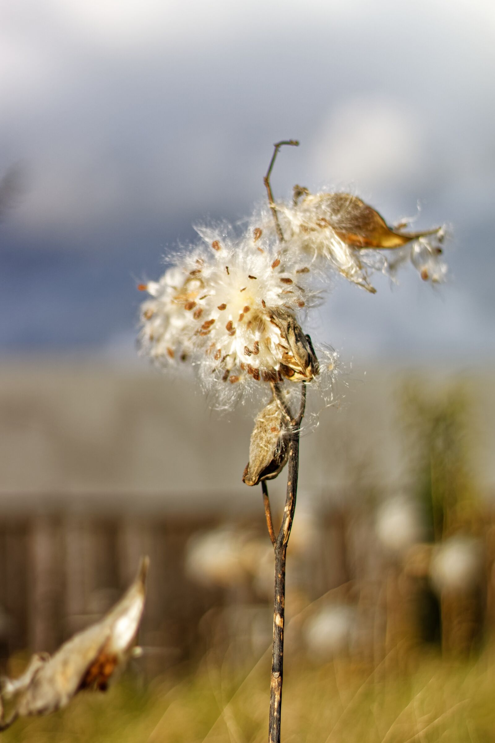 Canon EF 50mm F1.8 STM sample photo. Milkweed, pods, seeds photography