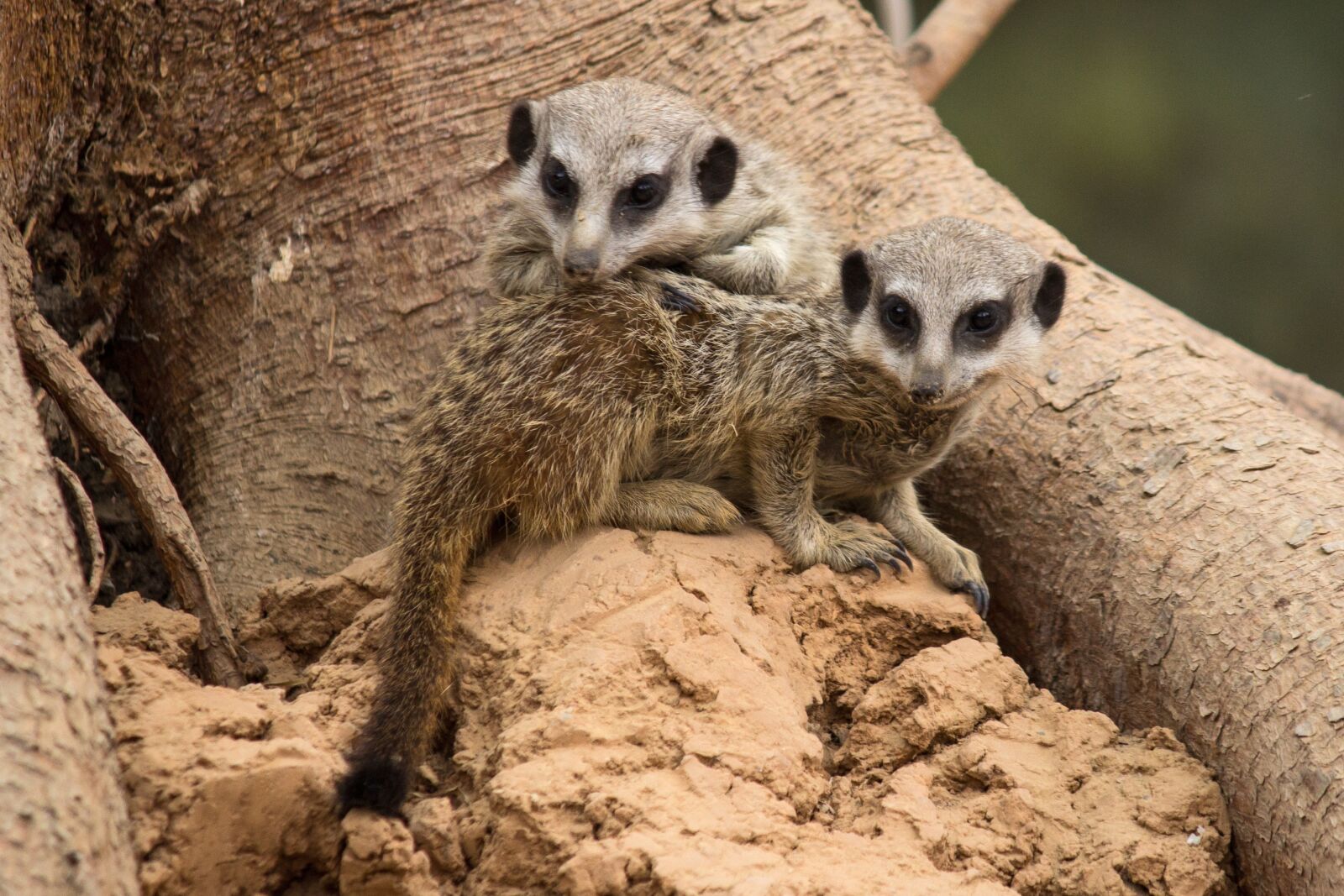 Canon EF-S 55-250mm F4-5.6 IS II sample photo. Meerkat, brothers and sisters photography