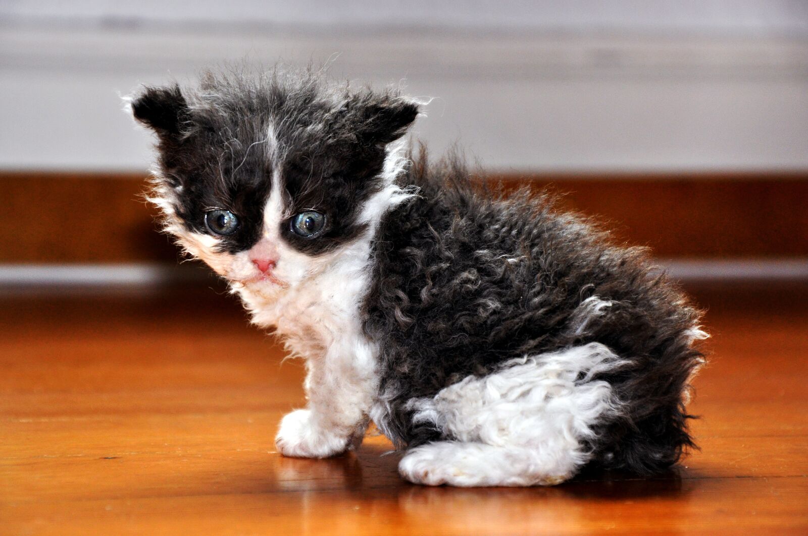 Nikon D90 sample photo. Cat, kitten, animal photography