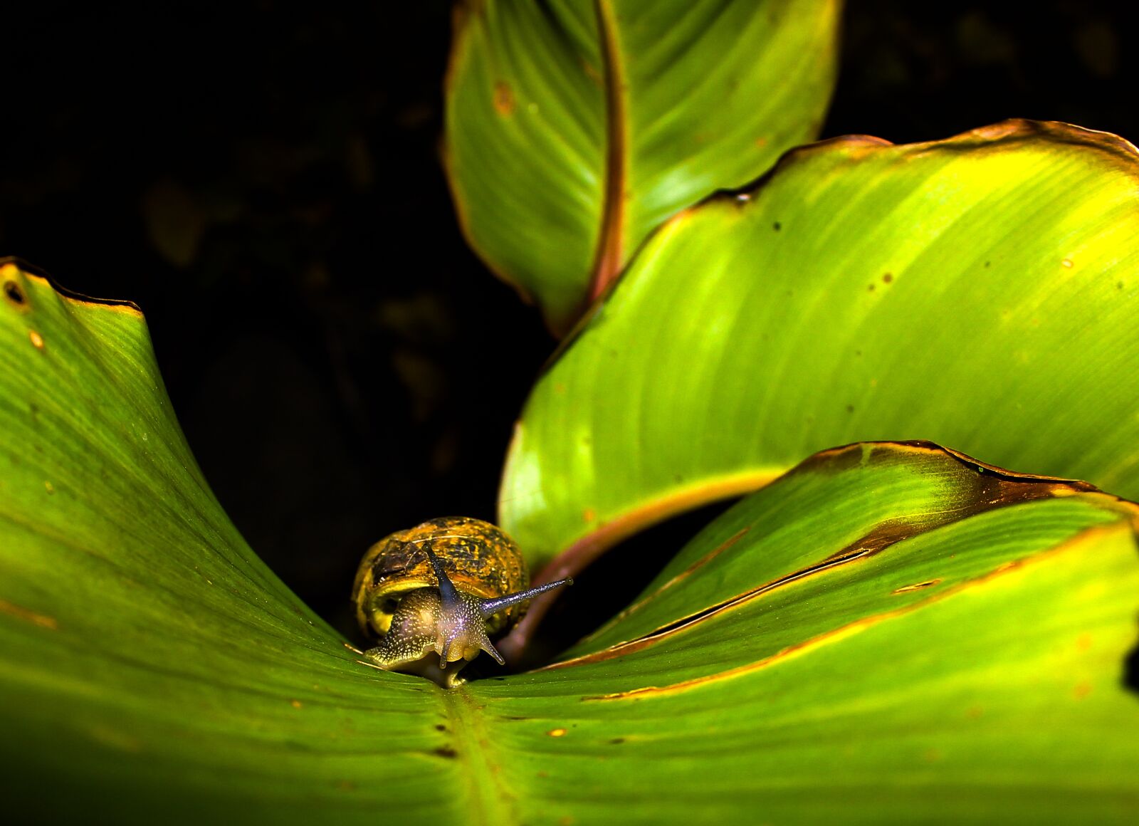 Canon EOS 600D (Rebel EOS T3i / EOS Kiss X5) sample photo. Leaf, snail, plant photography