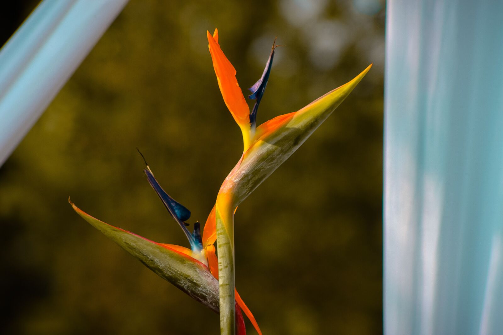 Canon EOS 500D (EOS Rebel T1i / EOS Kiss X3) sample photo. Flower, yellow, decor photography