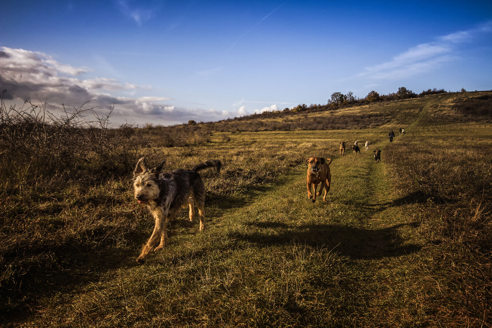 Sigma 10-20mm F4-5.6 EX DC HSM sample photo. Dogs, running, on, the photography