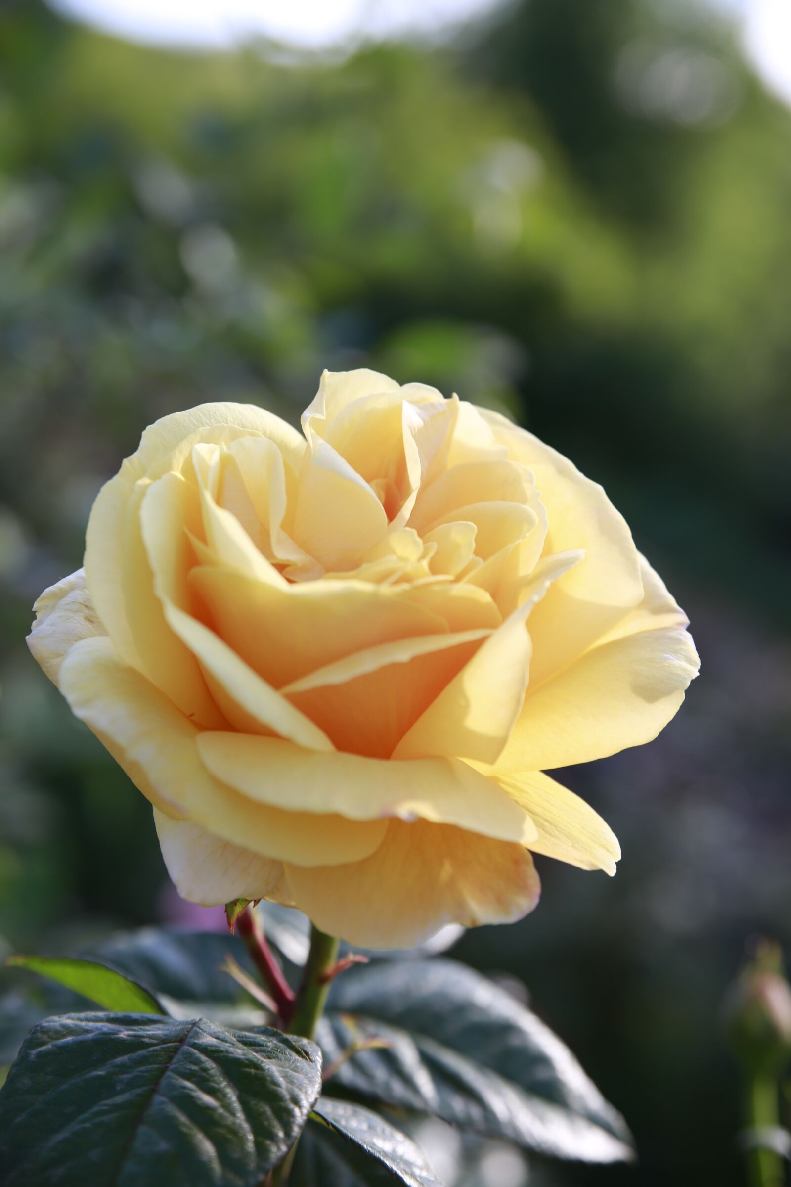 Canon EOS 5D Mark III sample photo. Flower, rosa, yellow photography