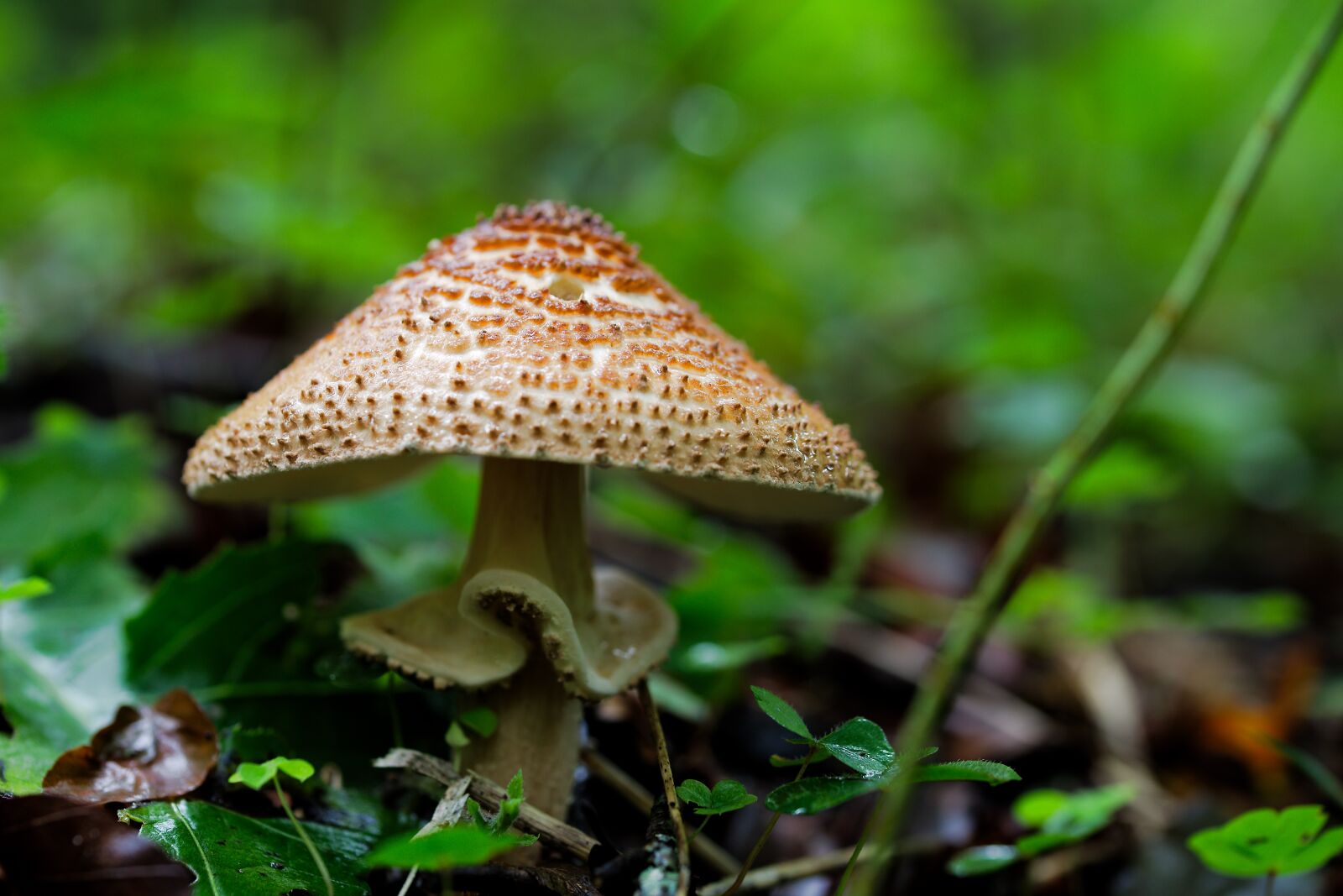 Canon EOS 6D sample photo. Nature, leaf, plant photography