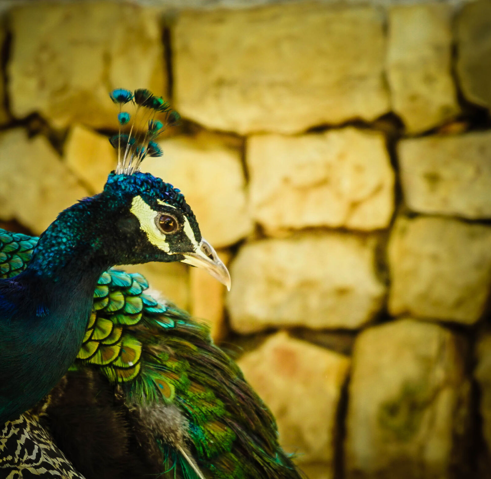 Sony a7 II + Sony FE 28-70mm F3.5-5.6 OSS sample photo. Bird, blue, croatia, eyes photography