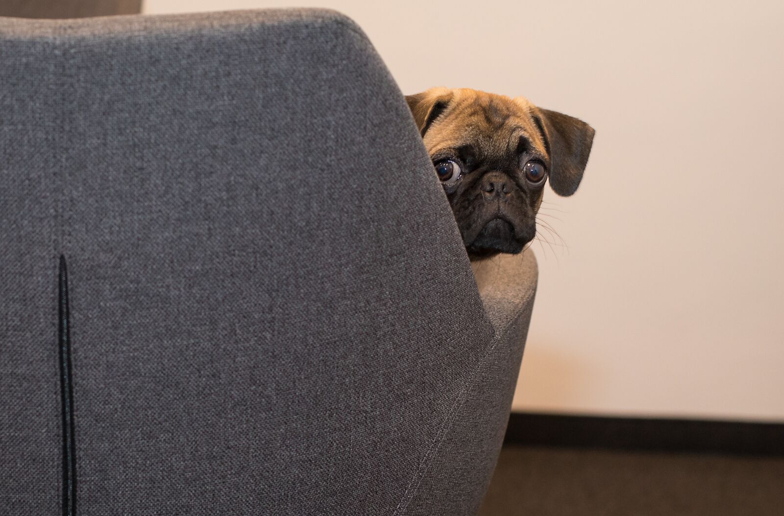 Canon EF 50mm F1.4 USM sample photo. Dog, pug, face photography