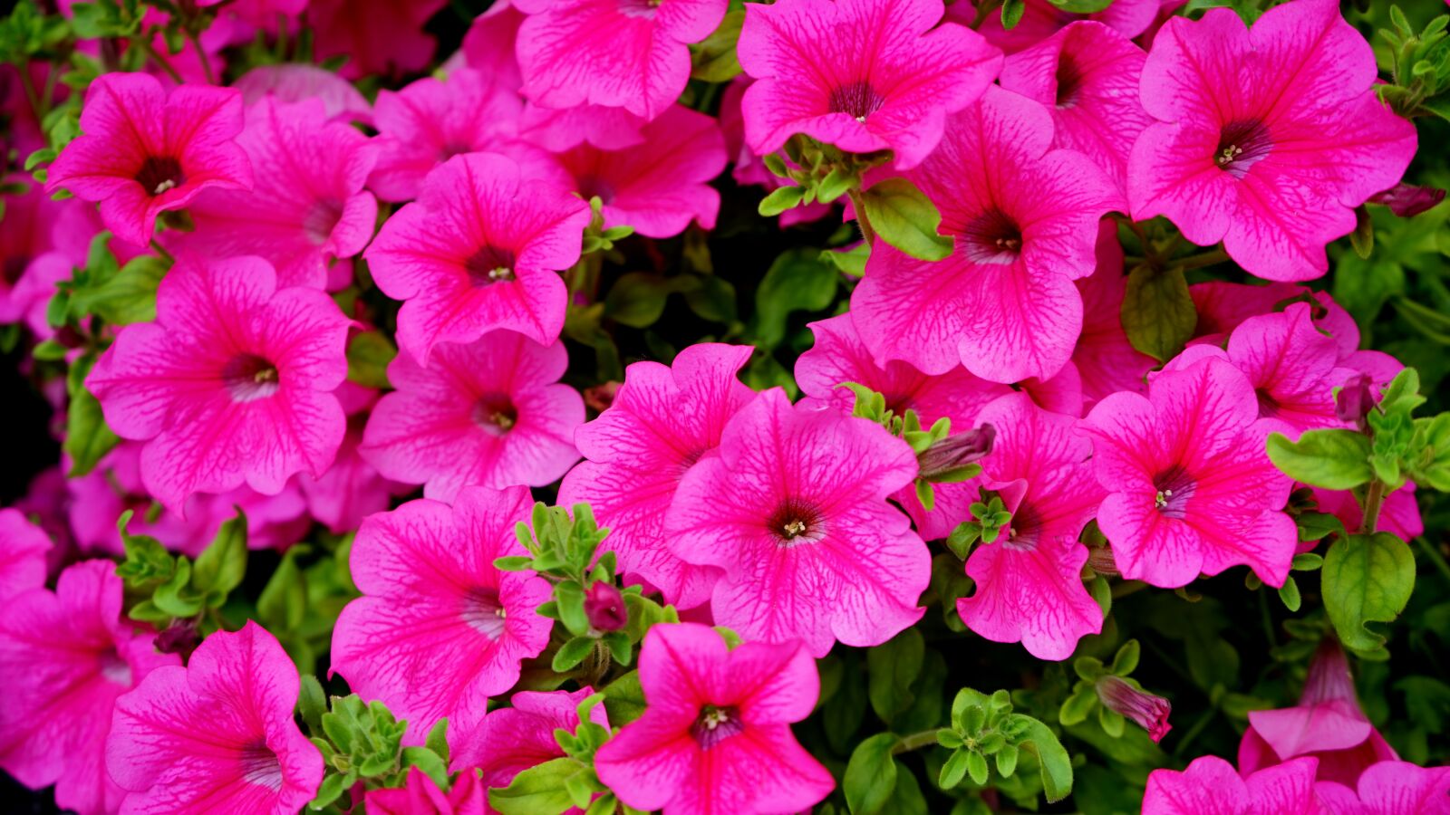 Sony MODEL-NAME + Sony FE 28-70mm F3.5-5.6 OSS sample photo. Pink flowers, pink, flower photography