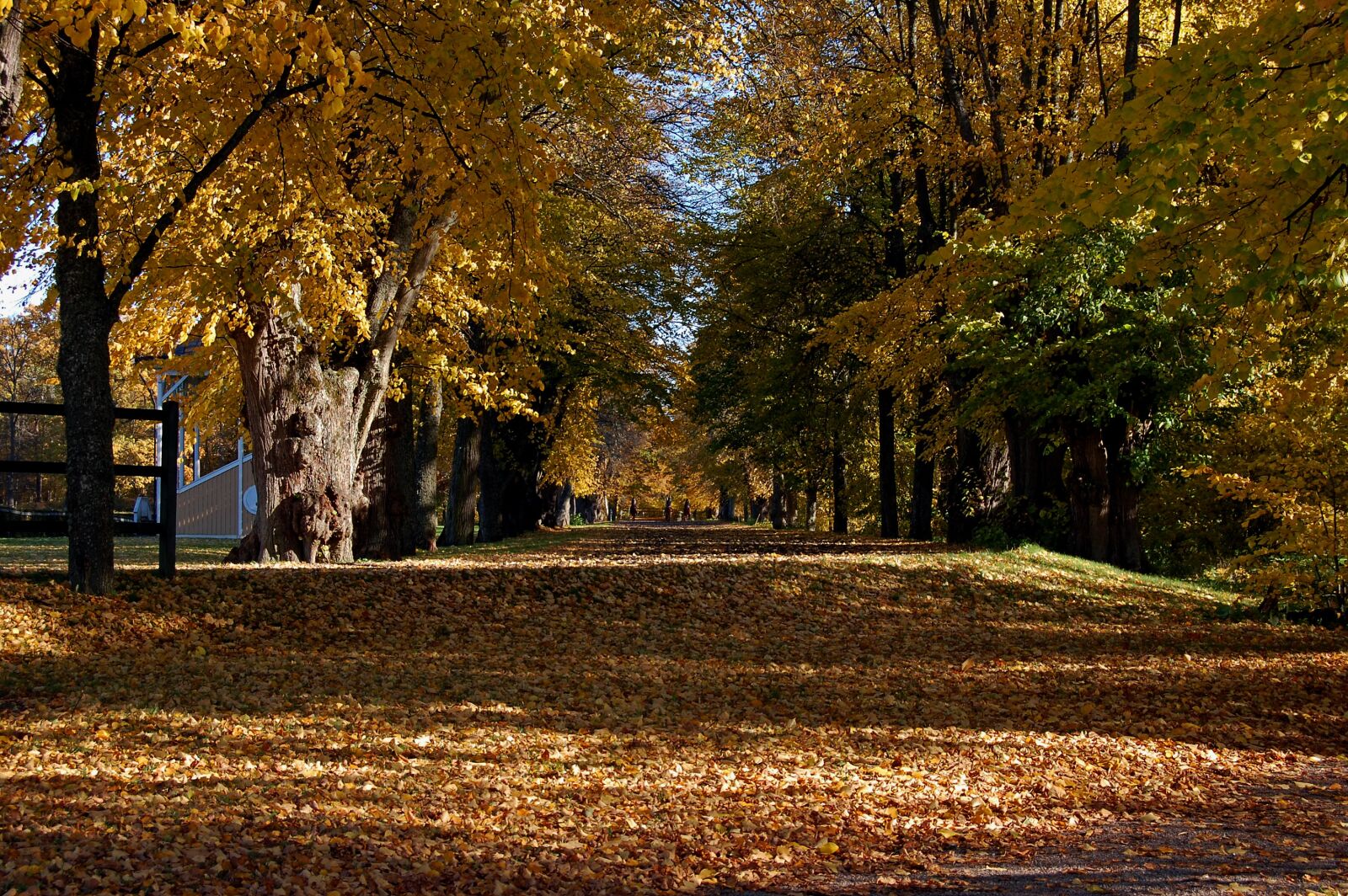Nikon D40 sample photo. Avenue, autumn, leaf photography