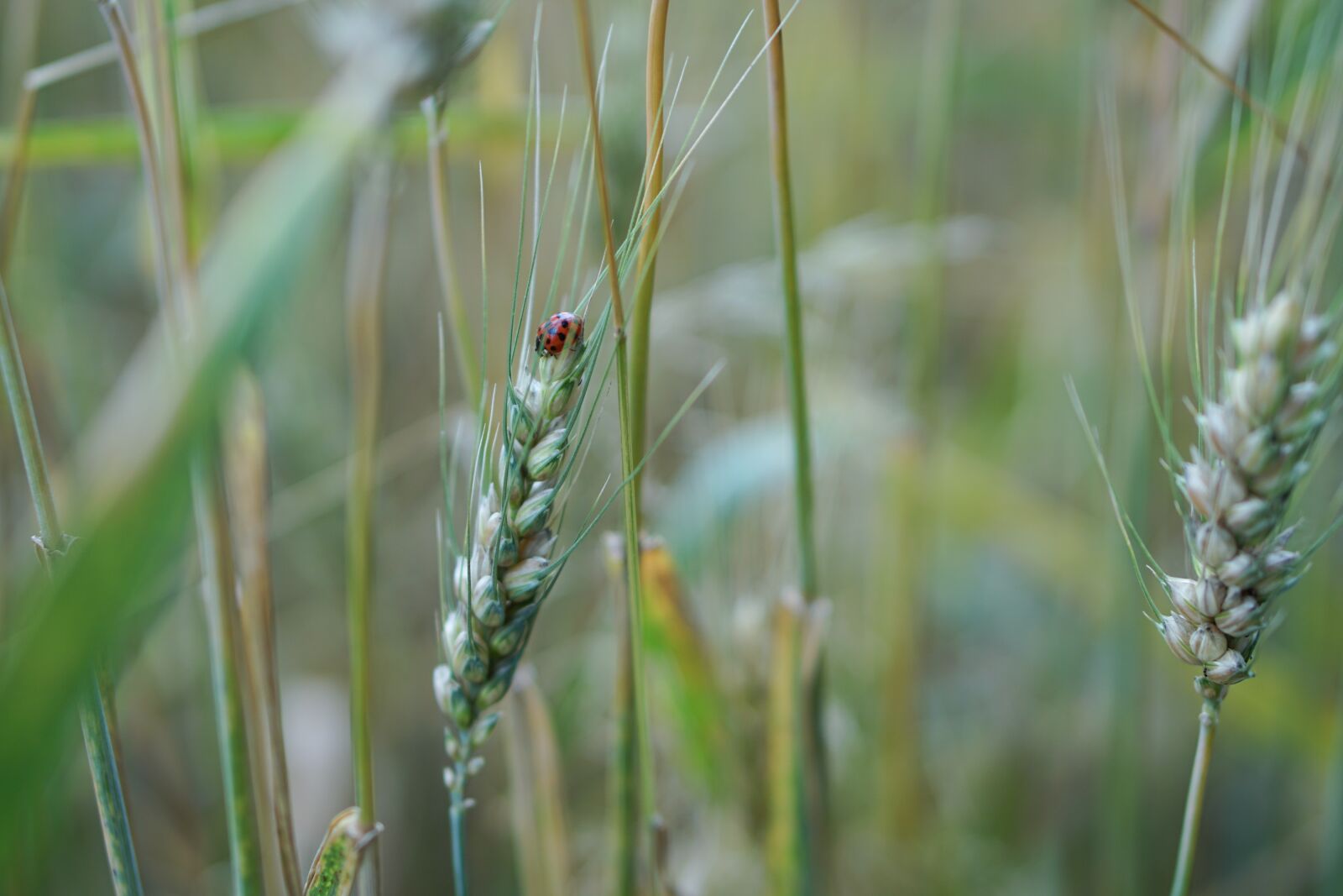 E 50mm F1.8 OSS sample photo. Wheat field, wheat, wheat photography