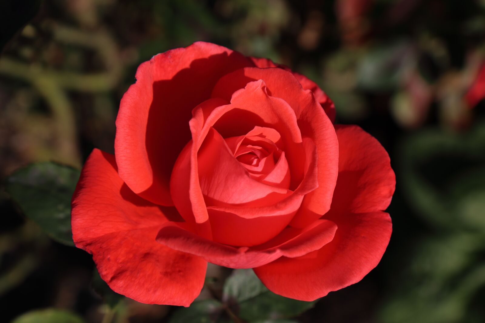 Canon EOS 800D (EOS Rebel T7i / EOS Kiss X9i) sample photo. Red, rose, flower photography