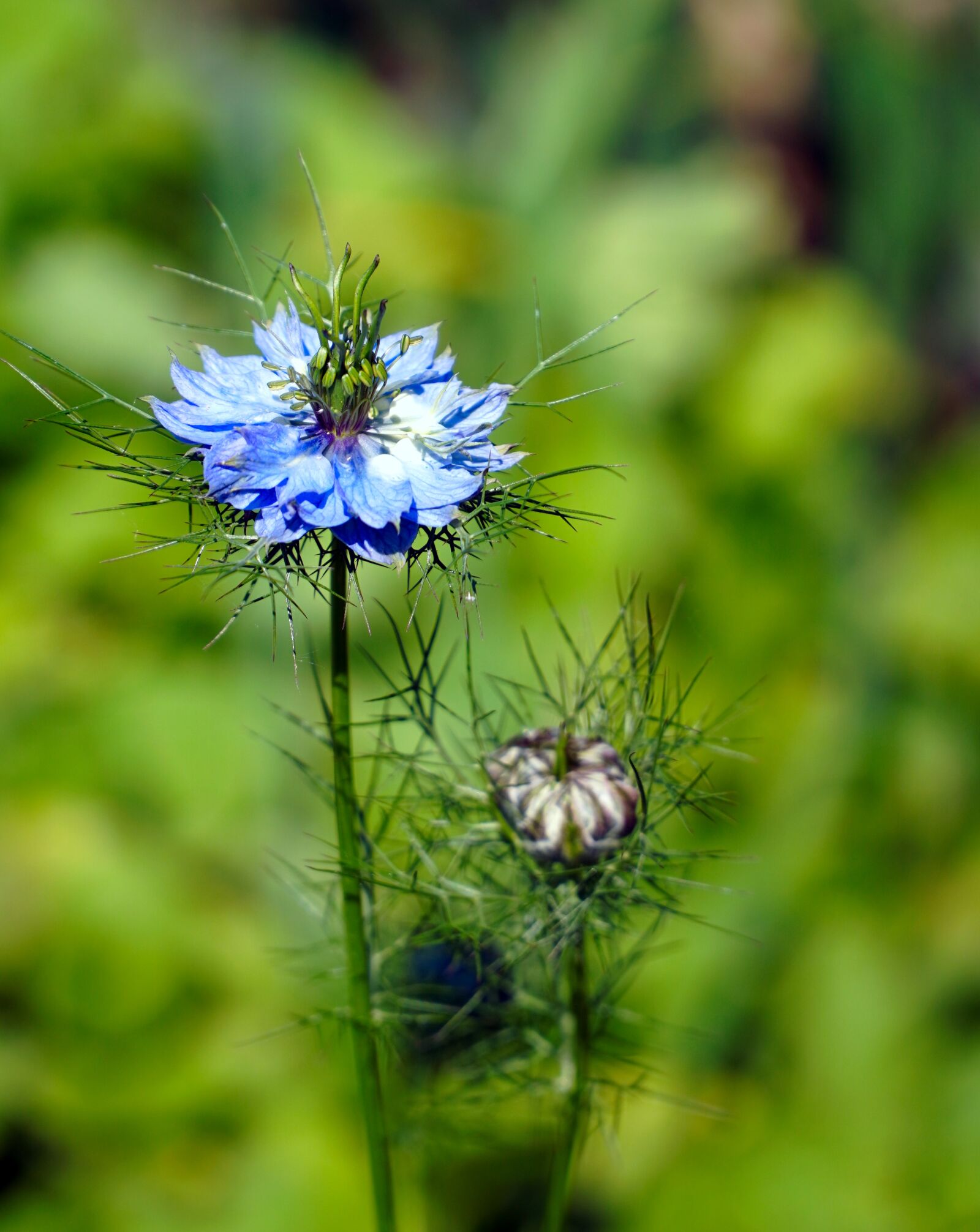 Sony E PZ 18-105mm F4 G OSS sample photo. Virgin in the green photography