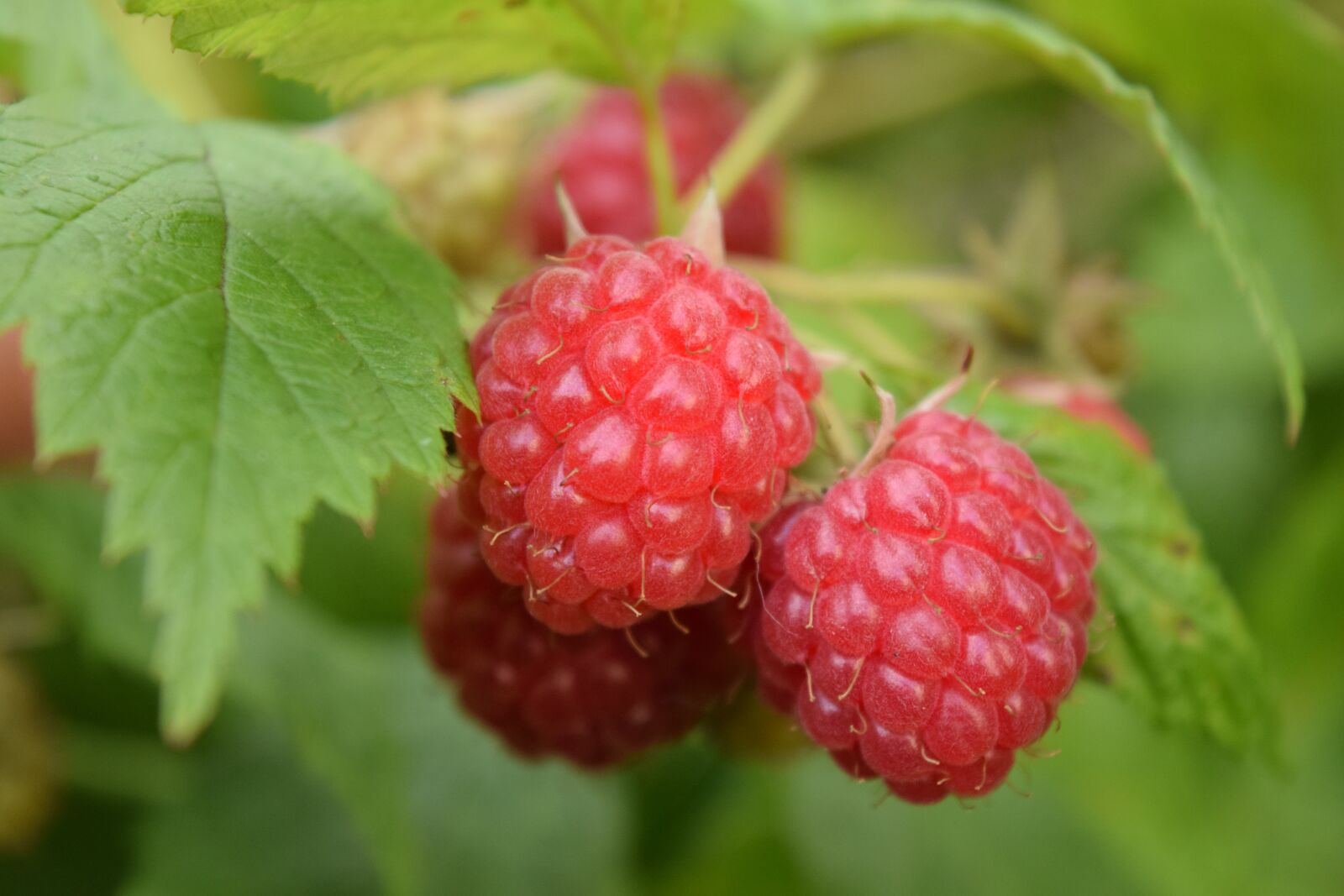 Nikon D3300 sample photo. Raspberries, red, fruits photography