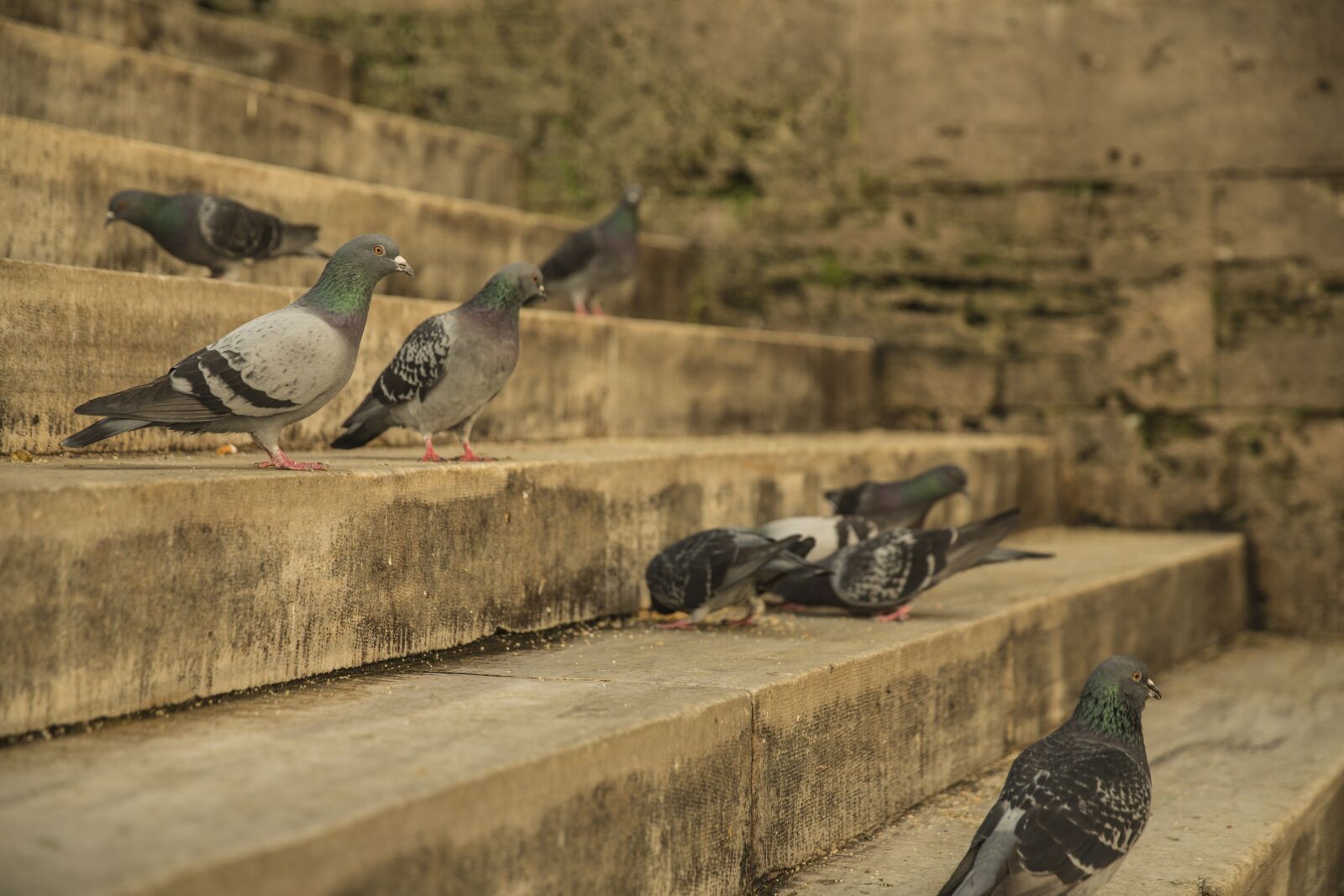 Canon EF 24-70mm F2.8L II USM sample photo. Bird, stone, old photography