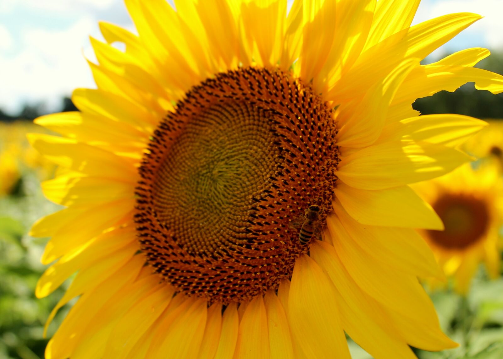 Canon EOS 1100D (EOS Rebel T3 / EOS Kiss X50) sample photo. Sunflower, honeybee, bee photography