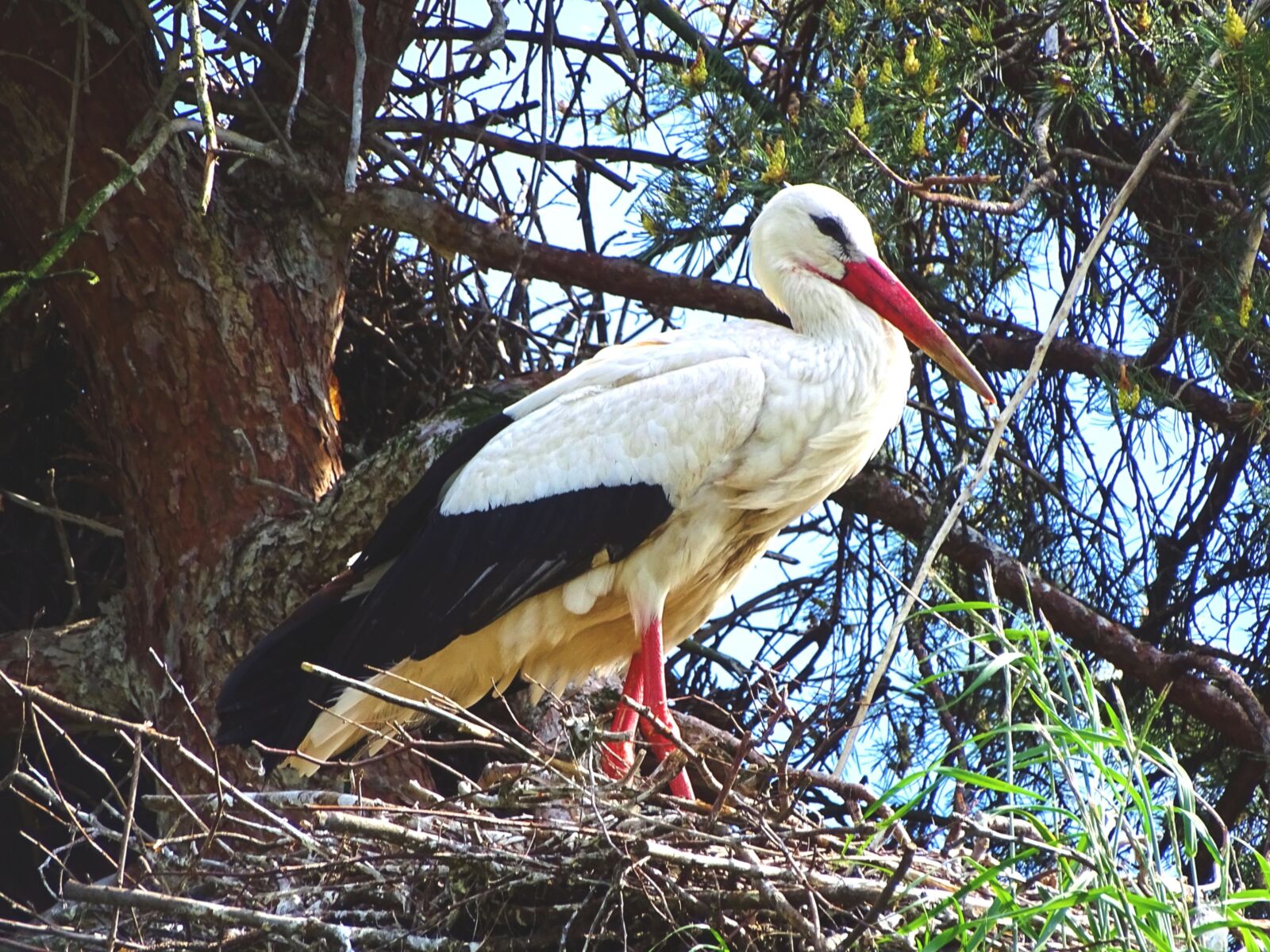 Sony Cyber-shot DSC-HX400V sample photo. Stork, nest, bird photography