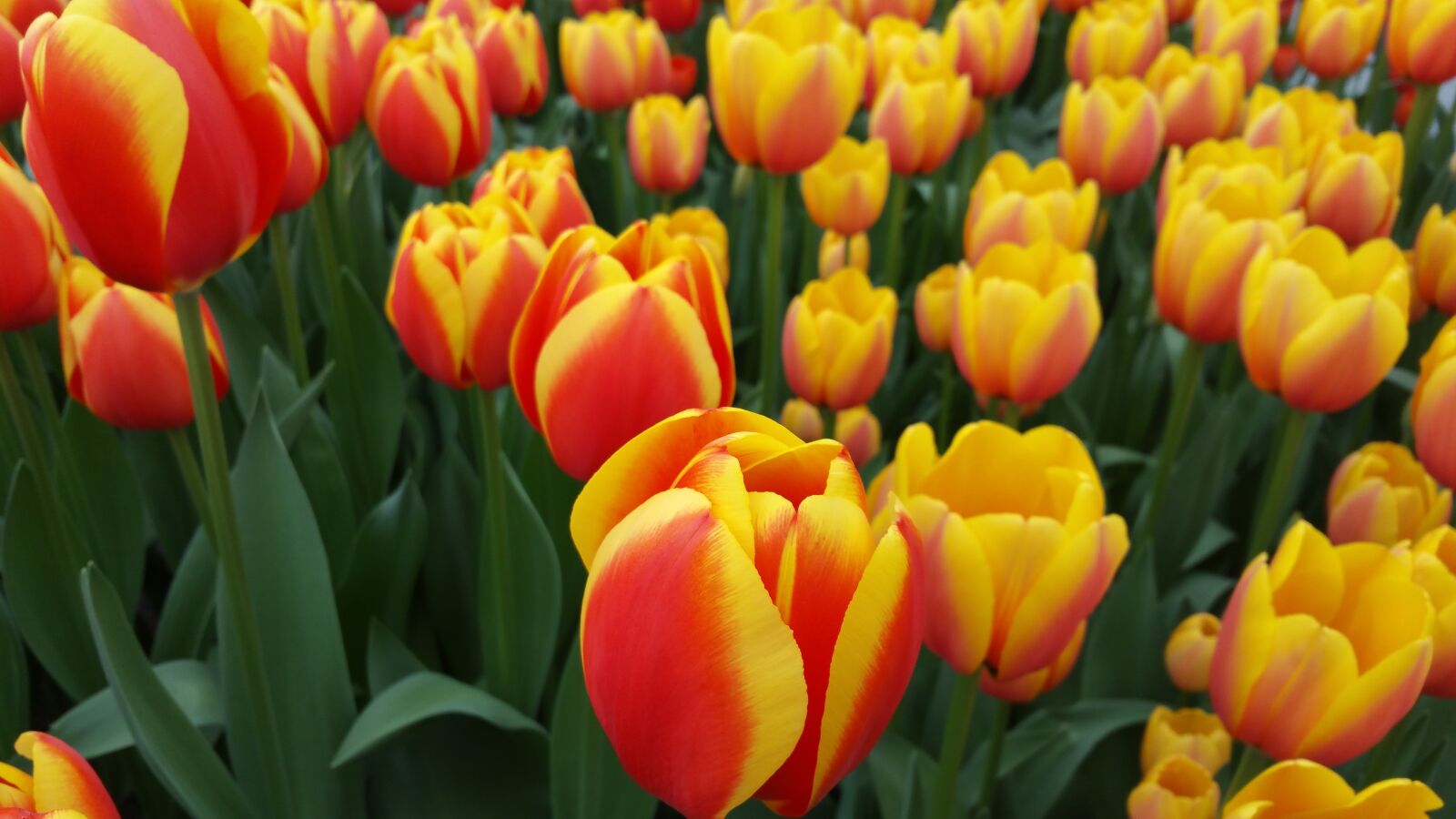 Samsung Galaxy Note Edge sample photo. Tulips, yellow, flowers photography