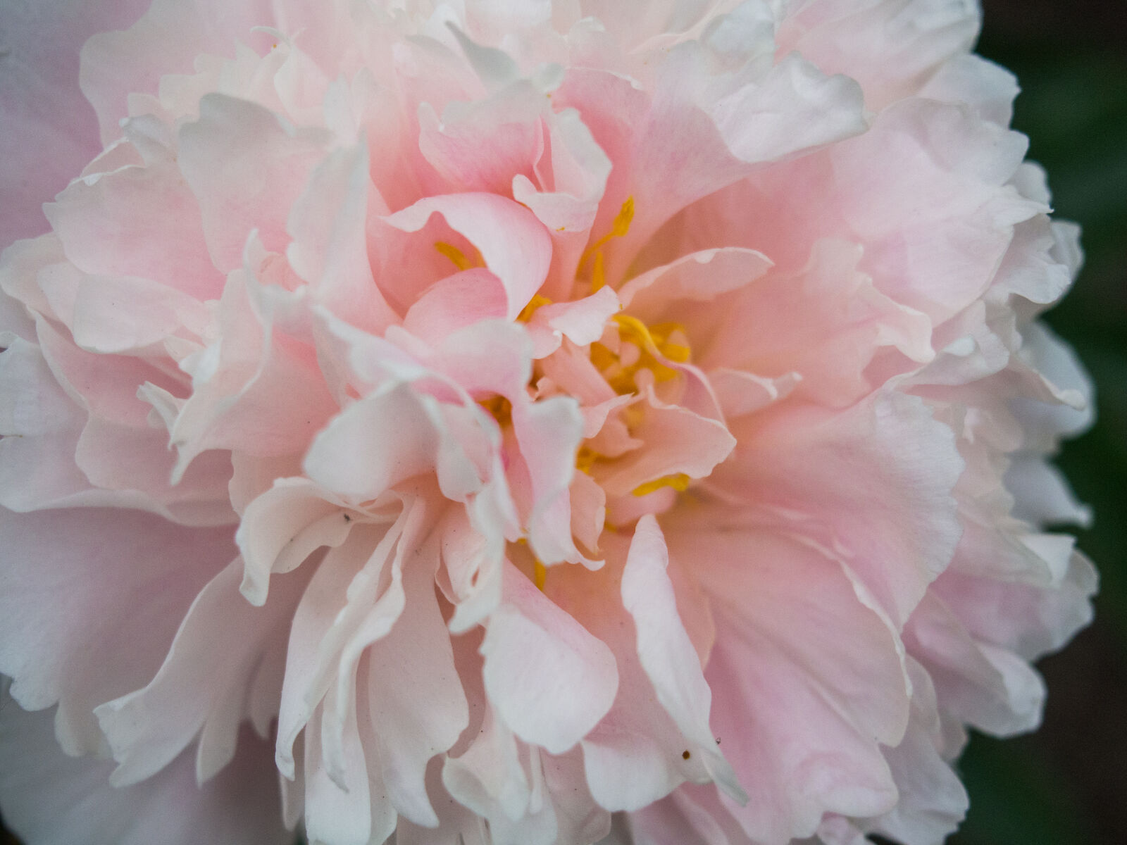 Olympus PEN E-PL5 sample photo. Flower, pink, white photography
