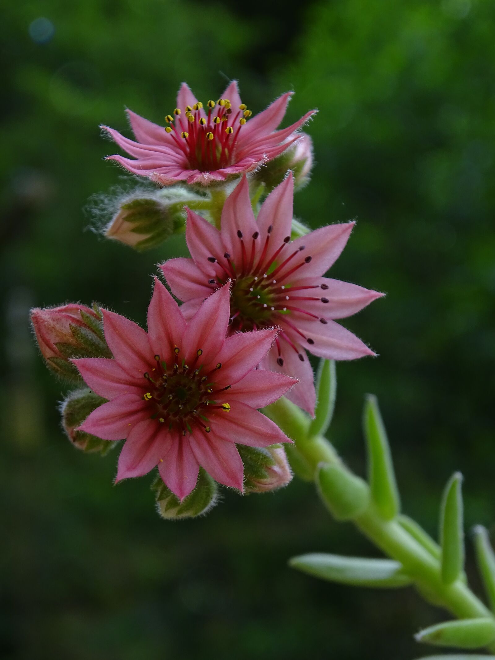 Sony Cyber-shot DSC-HX400V sample photo. Netřesk, macro, flower photography