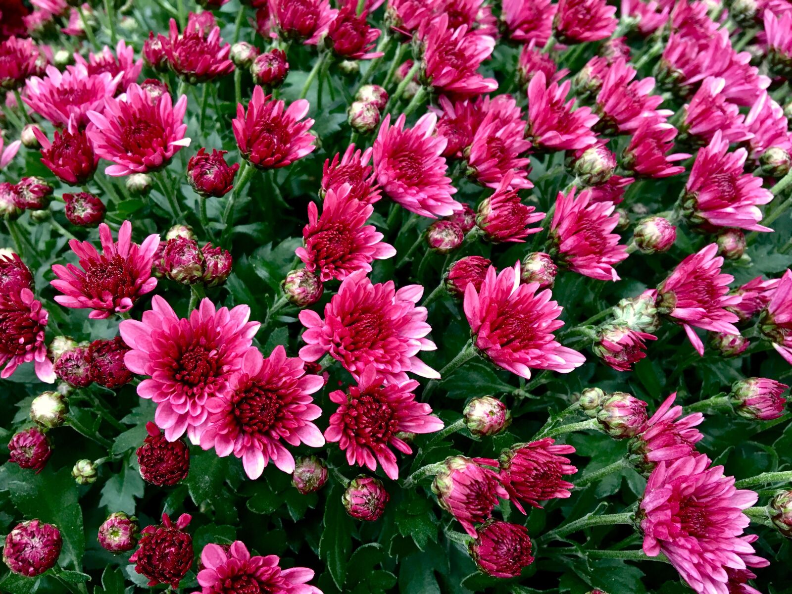 Apple iPhone 6s sample photo. Chrysanthemum, autumn, flower photography