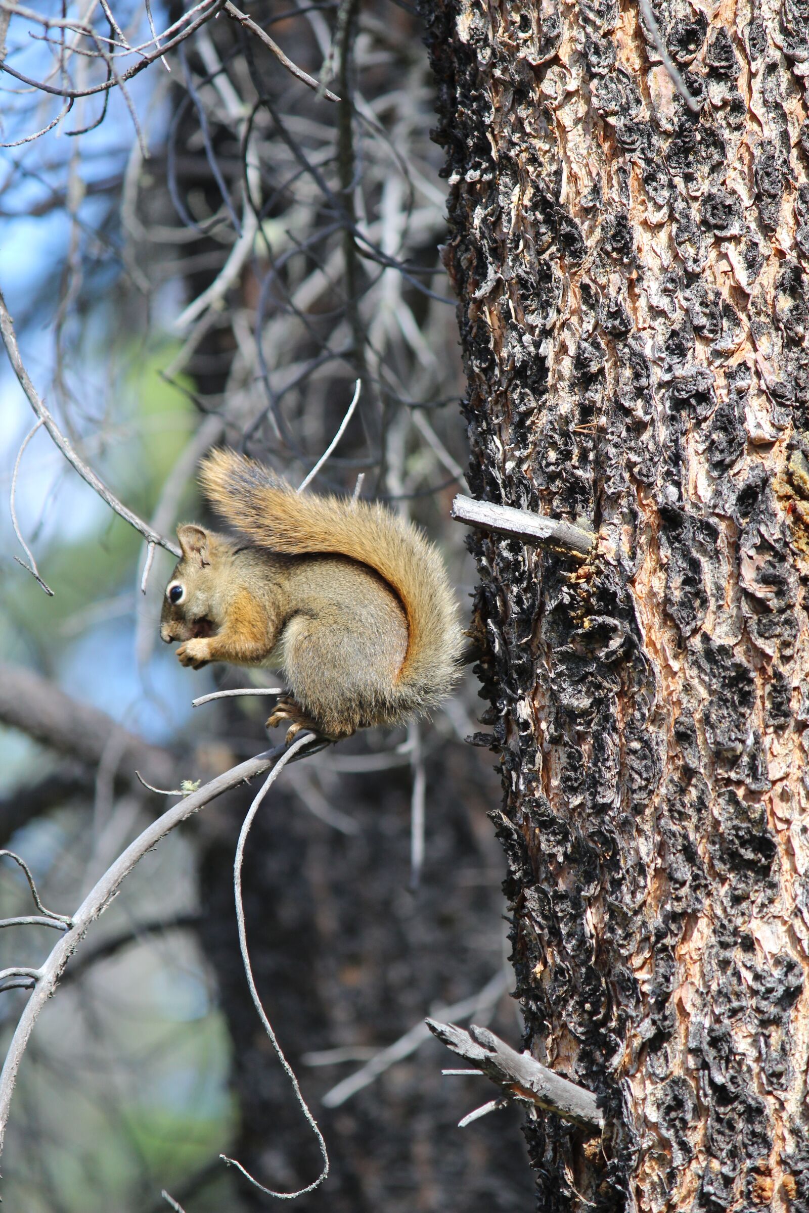 Canon EF-S 55-250mm F4-5.6 IS II sample photo. Squirrel, tree, nature photography