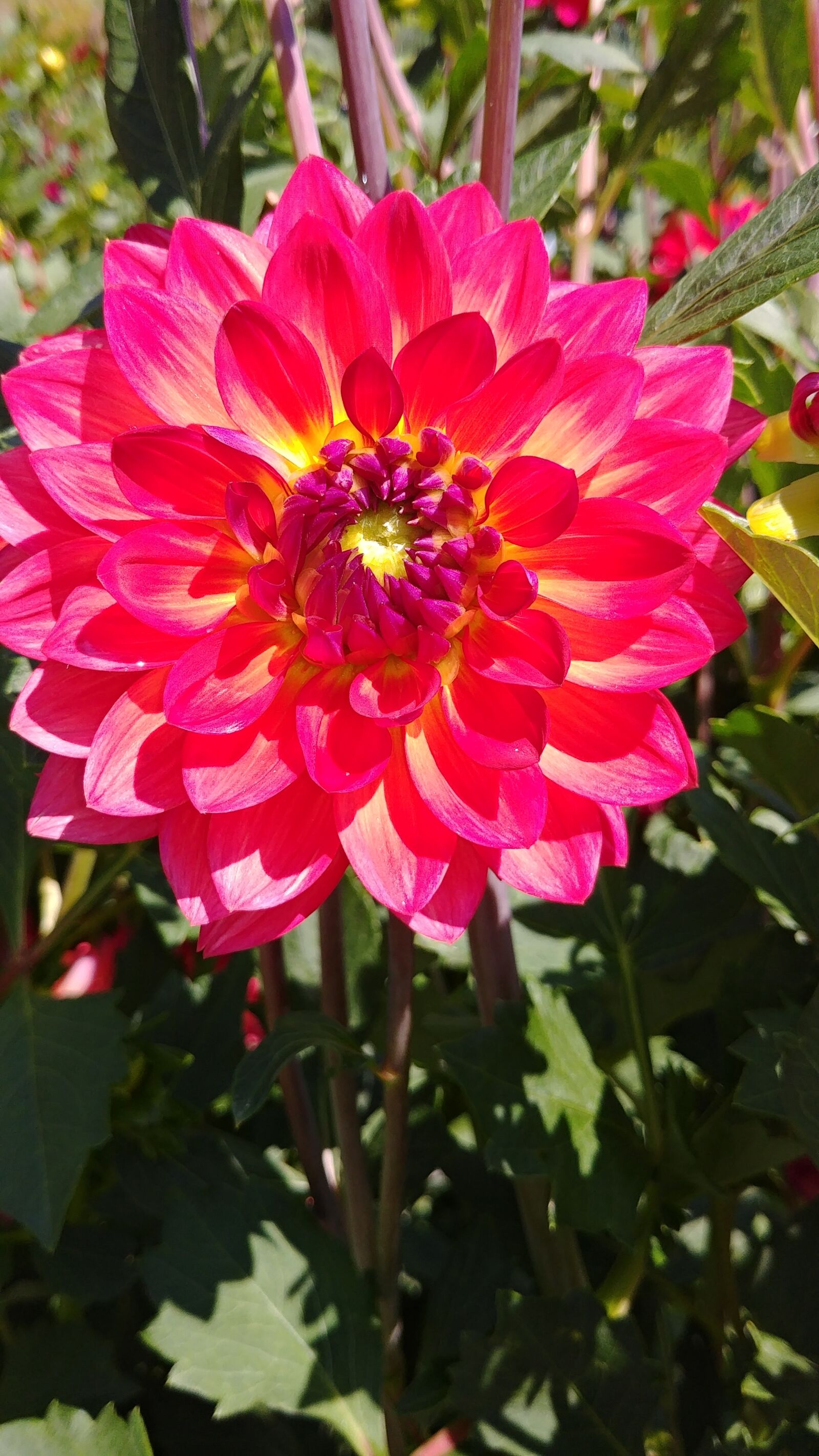 LG G6 sample photo. Flower, nature, blossom photography