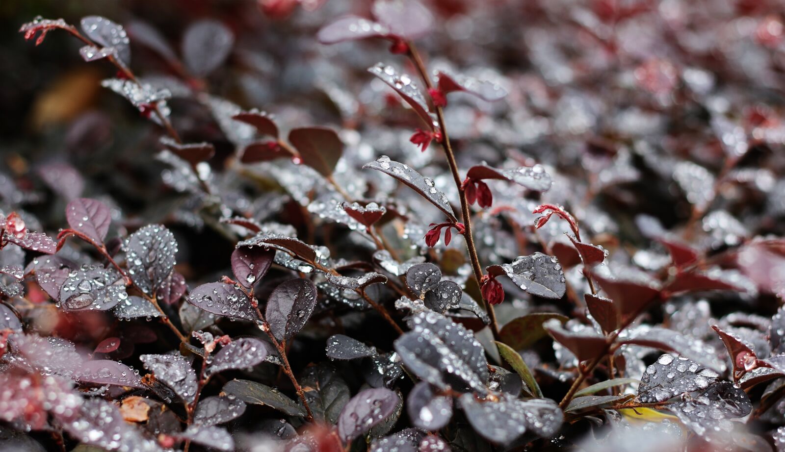 Canon EOS 760D (EOS Rebel T6s / EOS 8000D) sample photo. Raindrops, tree, leaves w photography
