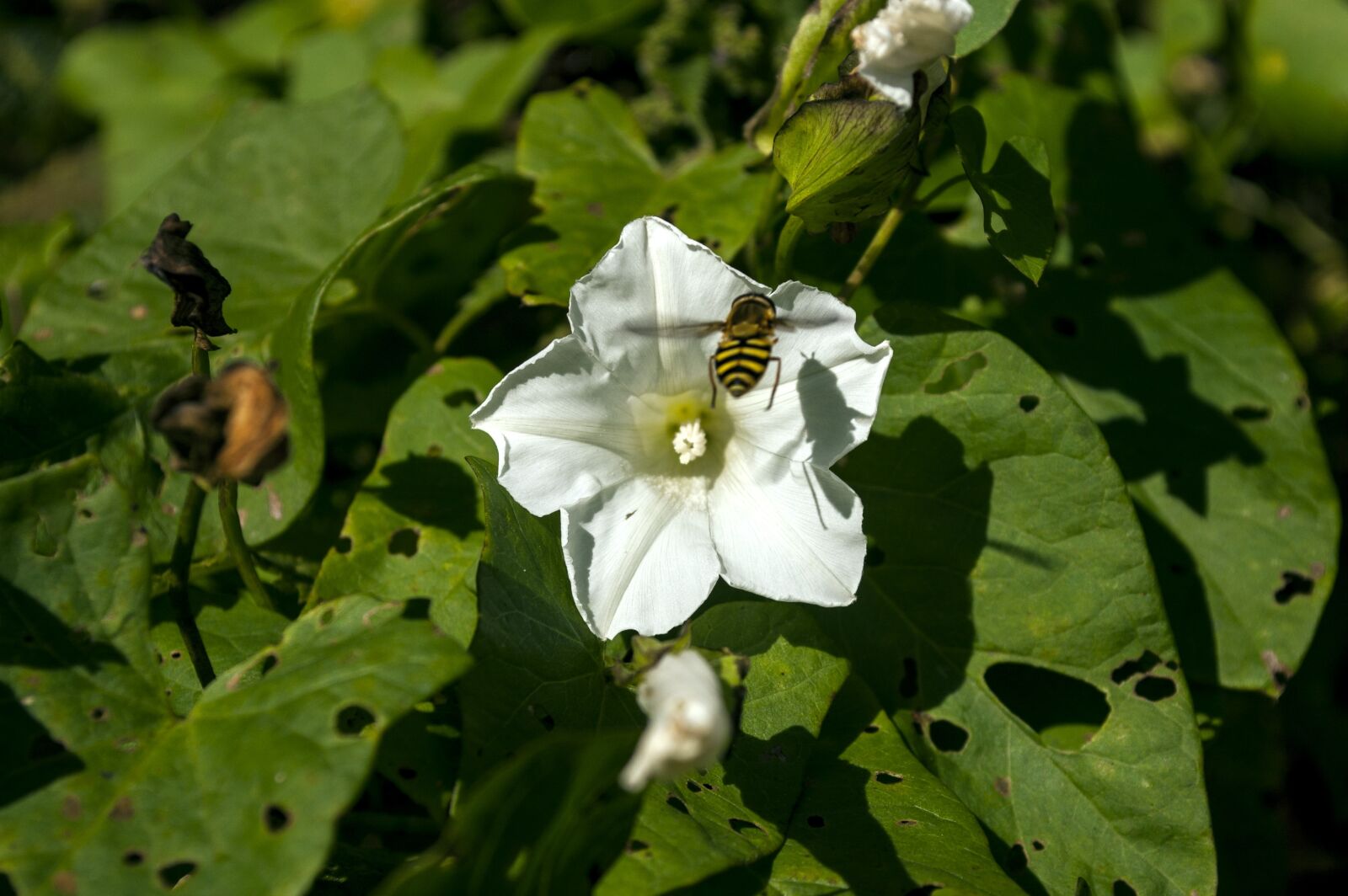 Nikon D40 sample photo. Insect, nature, flower photography