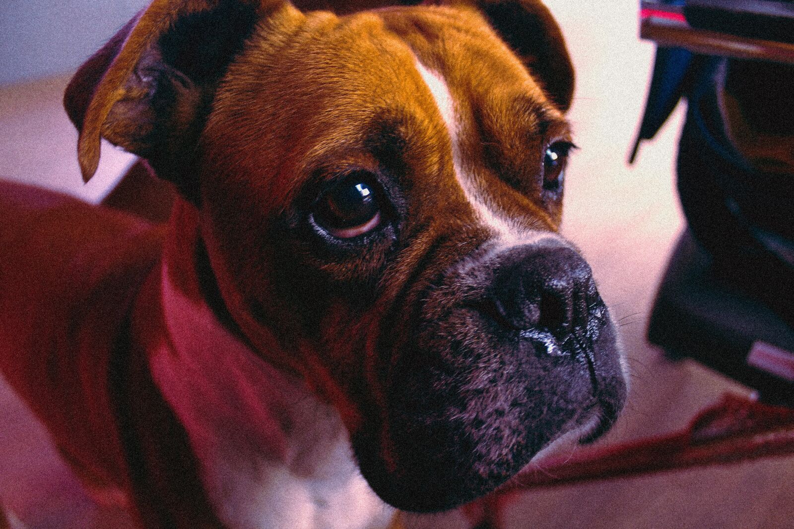 Canon EOS 1100D (EOS Rebel T3 / EOS Kiss X50) sample photo. Boxer, dog, animal photography