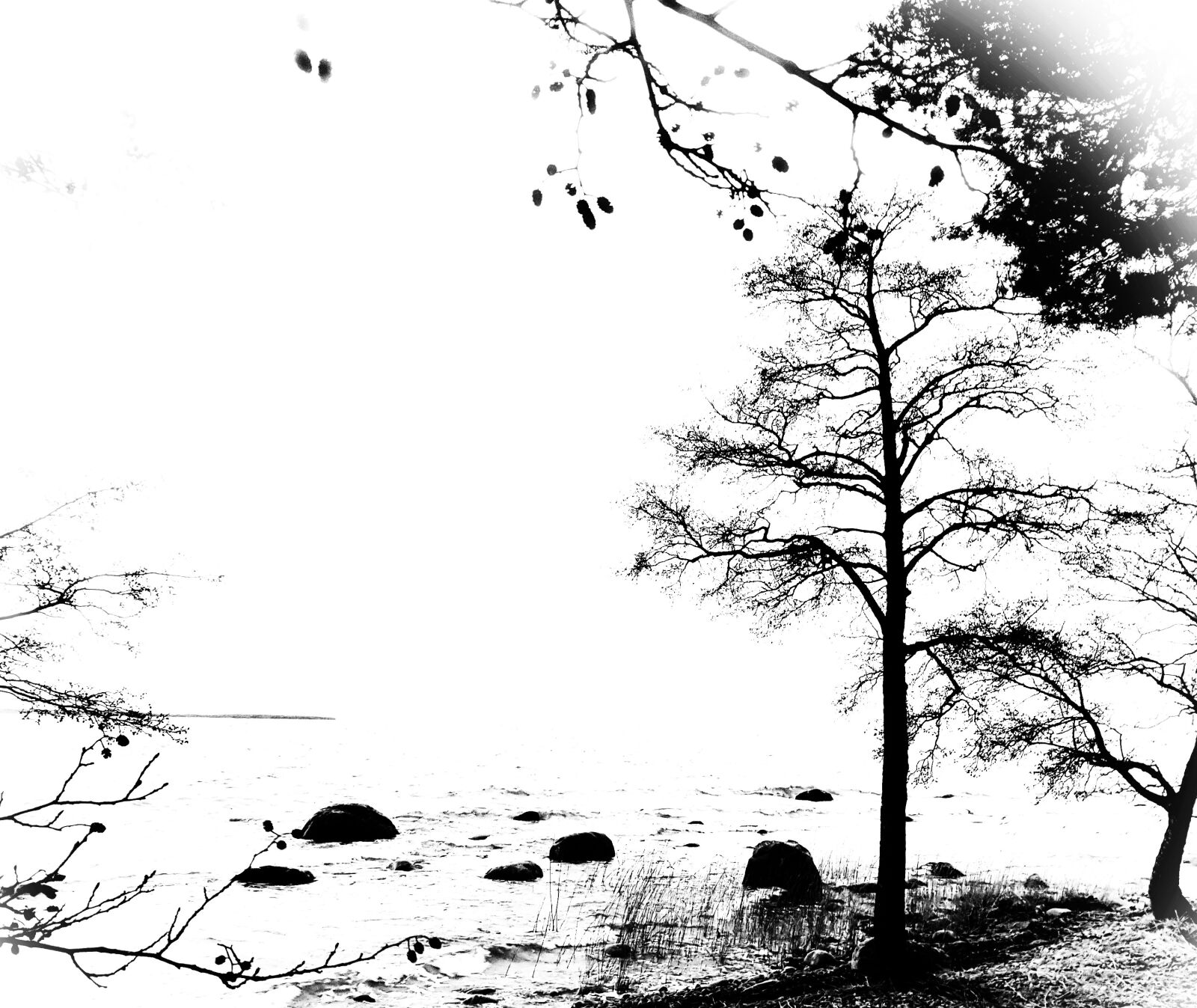 Samsung Galaxy S8 sample photo. Black and white, tree photography