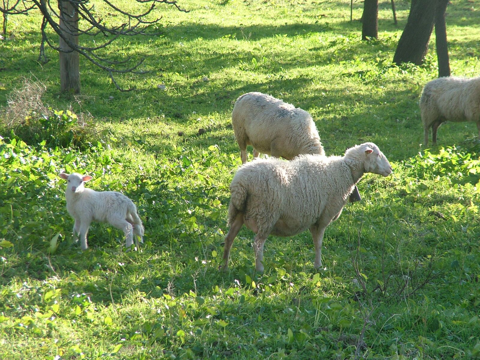 Fujifilm FinePix S7000 sample photo. Sheep, nature photography