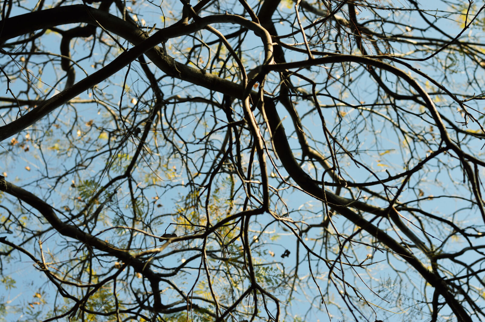 Nikon D3200 sample photo. Branch, branches, perspective, plant photography