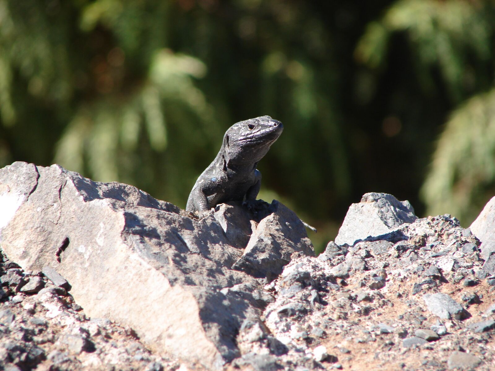 Sony DSC-H1 sample photo. Lizard, amphibian, hot photography