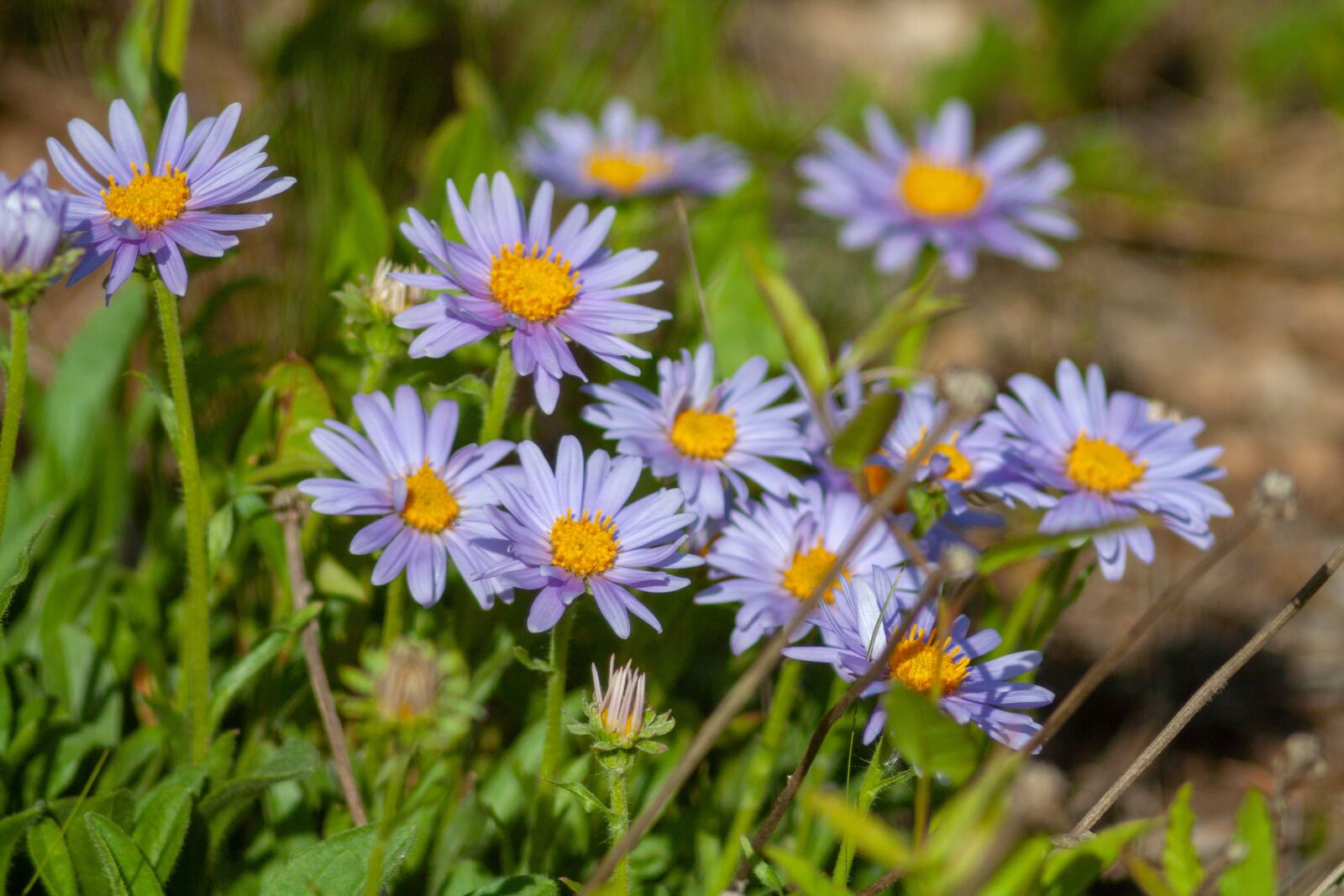 Canon EOS 450D (EOS Rebel XSi / EOS Kiss X2) sample photo. Flowers, nature, daisies photography