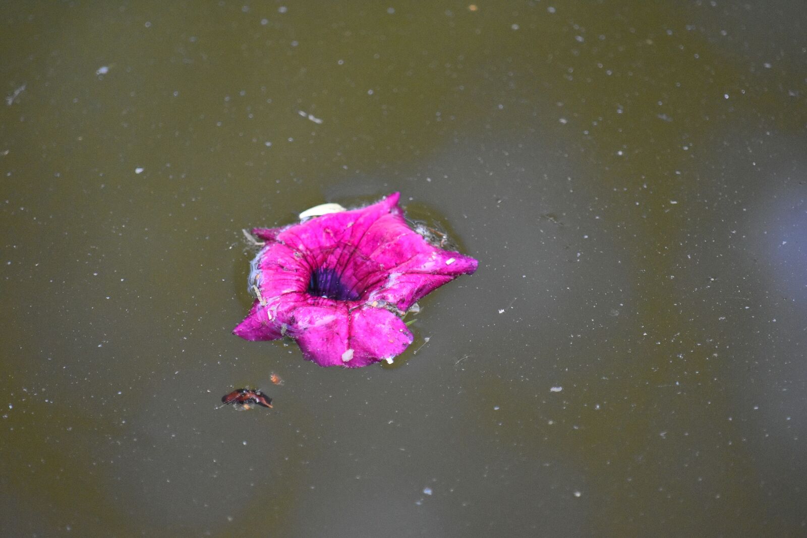 Nikon D5500 sample photo. Flower, plant, nature, water photography